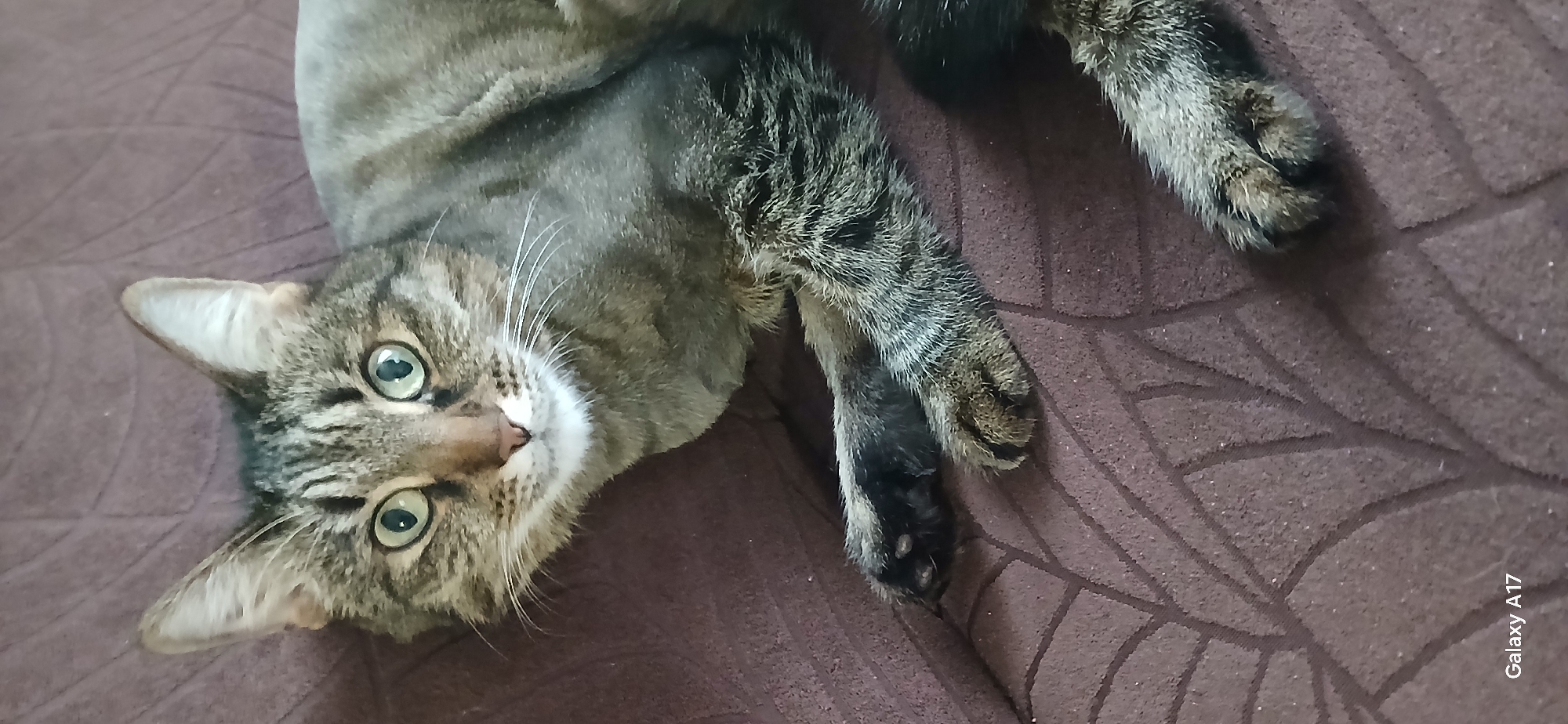 A domestic tabby cat lies on a brown, patterned fabric surface. The cat is positioned with its head in the lower left corner of the image, looking up towards the viewer. It has green eyes and a pink nose. Its fur is a mix of gray and brown stripes. One front paw is visible near the center of the image, with dark stripes and black pads. Part of another leg with a similar pattern is also visible. The background is the brown fabric, featuring a raised pattern that resembles intersecting lines or veins. The bottom right corner of the image contains a "Galaxy A17" watermark, indicating the device used to capture the photo. The location of the photo is not identifiable within the city of Yekaterinburg, Russia.