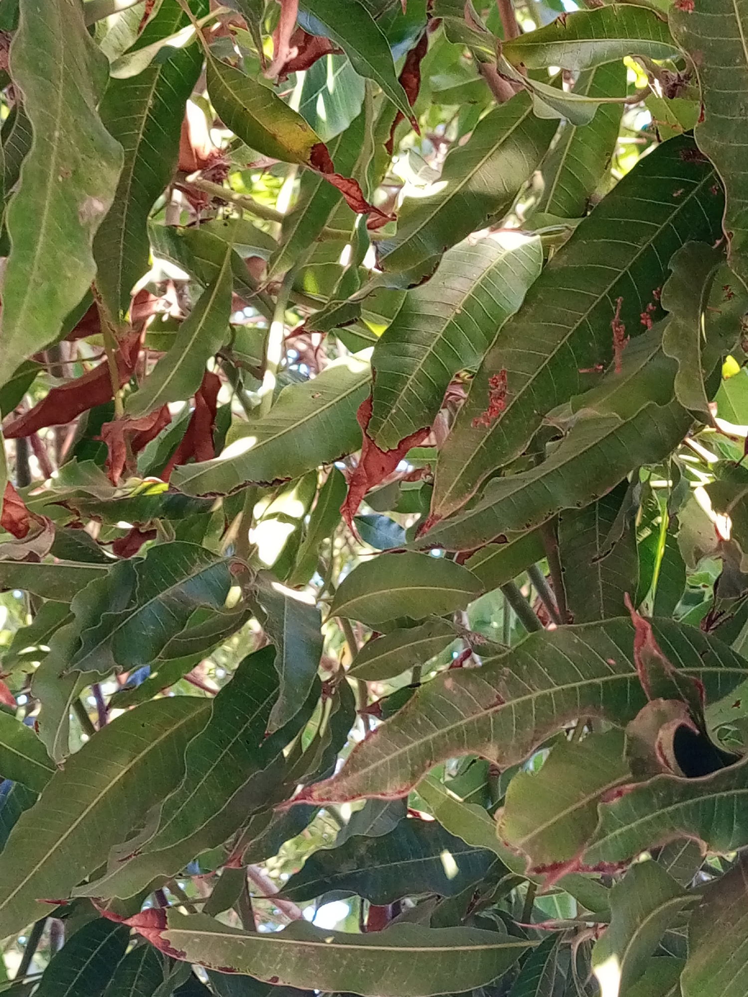 The image shows a close-up view of a tree with dense green leaves. The leaves have prominent veins and slightly wavy edges. Some of the leaf edges appear reddish-brown, potentially indicating stress or damage. Sunlight filters through the foliage, creating highlights and shadows. The background is obscured by the density of the leaves, but some branches are visible. The location is not specified.