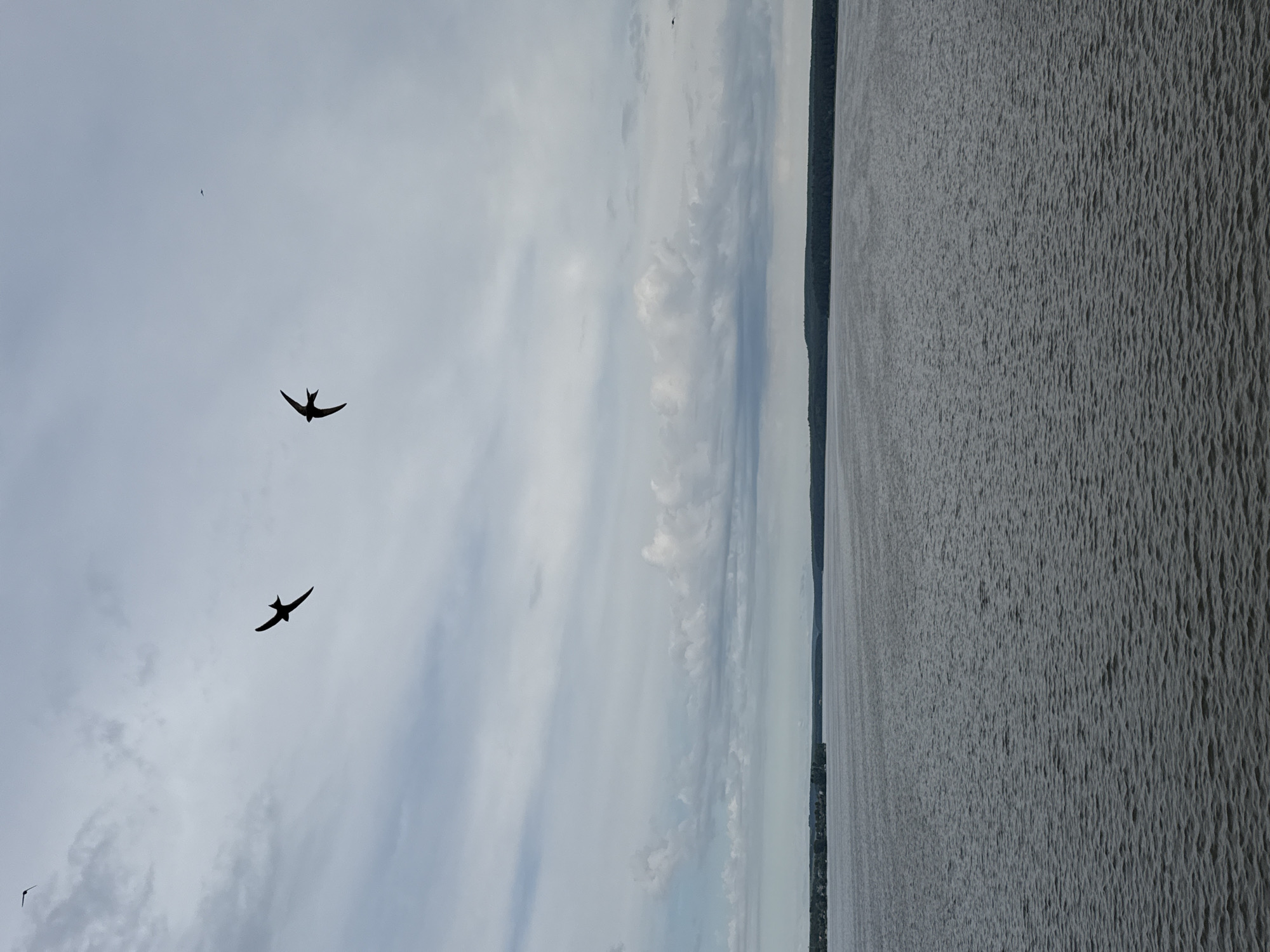 The image captures a serene natural landscape featuring two birds in flight over a vast body of water, under a cloudy sky. The scene depicts a wide expanse of water, likely a large lake or reservoir, consistent with the provided location context of Votkinsk, Russia (suggesting the Votkinsk Reservoir).
In the upper portion of the frame, the sky is filled with varying shades of gray and white clouds, indicating an overcast or partially cloudy daytime. Two dark silhouettes of birds, appearing swift-like or swallow-like with pointed wings and forked tails, are prominent against the brighter sky, soaring freely. A third, much smaller bird is visible as a tiny speck further in the distance.
The lower and right-hand side of the image is dominated by the water, which shows a uniform texture of small ripples or waves across its surface, suggesting some gentle wind. A distinct, dark, and low-lying landmass, presumably a distant shoreline covered with trees, marks the horizon line, separating the water from the distant sky.
The overall impression is one of peacefulness and open natural space. There is no visible text in the image. The time of day appears to be daytime, possibly late morning or afternoon, given the diffuse light.