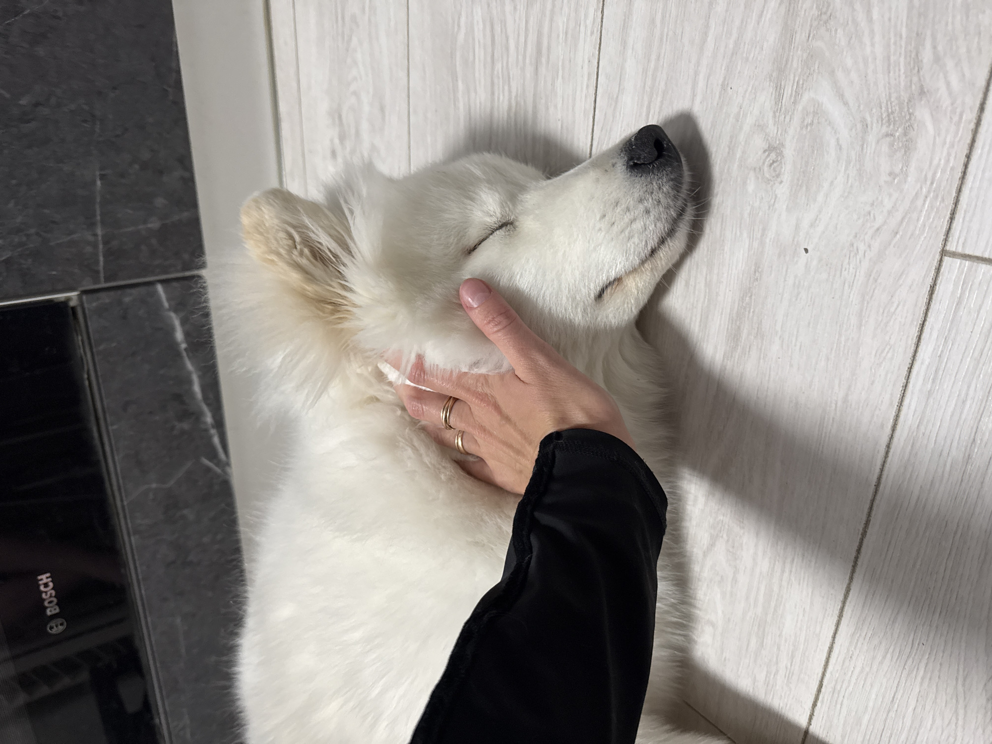 A white Samoyed dog lies on a light-colored plank floor, eyes closed, with a person's hand resting gently on its face. The person wears a black, long-sleeved garment and two gold rings are visible on their fingers. A dark-colored appliance with the word "BOSCH" on it is visible to the left of the dog. The location is in Chaikovsky, Russia.