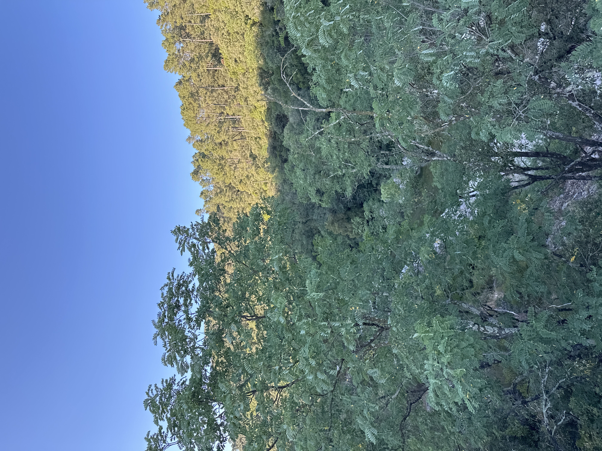 An elevated, medium shot captures a dense, green forest stretching across a hillside under a clear, pale blue sky. The foreground is dominated by the lush foliage of trees, their leaves appearing as a soft, textured green blur. Among these, bare, grey branches interlace, hinting at older growth. The middle ground reveals a rich tapestry of varied green trees, creating a textured slope. In the distance, the upper part of the hill is covered with a dense coniferous forest, its taller, pointed trees casting shadows as sunlight illuminates the scene. The overall impression is one of natural abundance and serene wilderness. The image is likely taken in or around Anduze, France, given the typical landscape of the Cévennes region, known for its lush forests and undulating terrain.