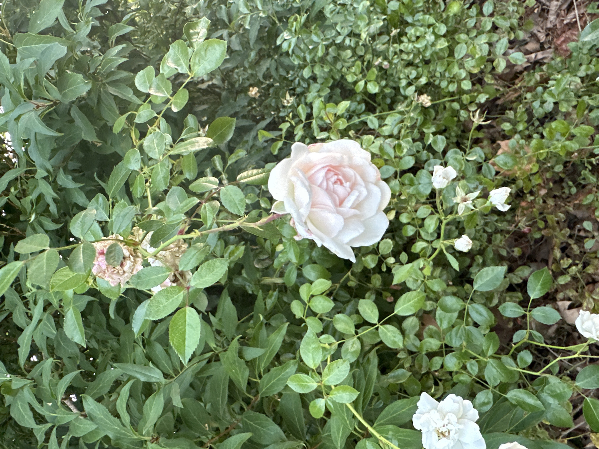 This is a close-up, eye-level, outdoor photograph of a rose bush in Krefeld, Germany. The dominant colors are various shades of green from the foliage and pale pink and white from the roses. In the foreground, a large, fully bloomed pale pink rose is prominently featured, with its petals tightly spiraled. To the left, a cluster of smaller, fully open white roses is visible, along with some buds. The background is filled with dense, green leaves and stems, with some dried brown leaves on the ground. The lighting suggests it is daytime, with soft sunlight filtering through the leaves. The focus is sharp on the roses and immediate foliage, with a softer focus on the background elements. There are no people or animals present in the image.