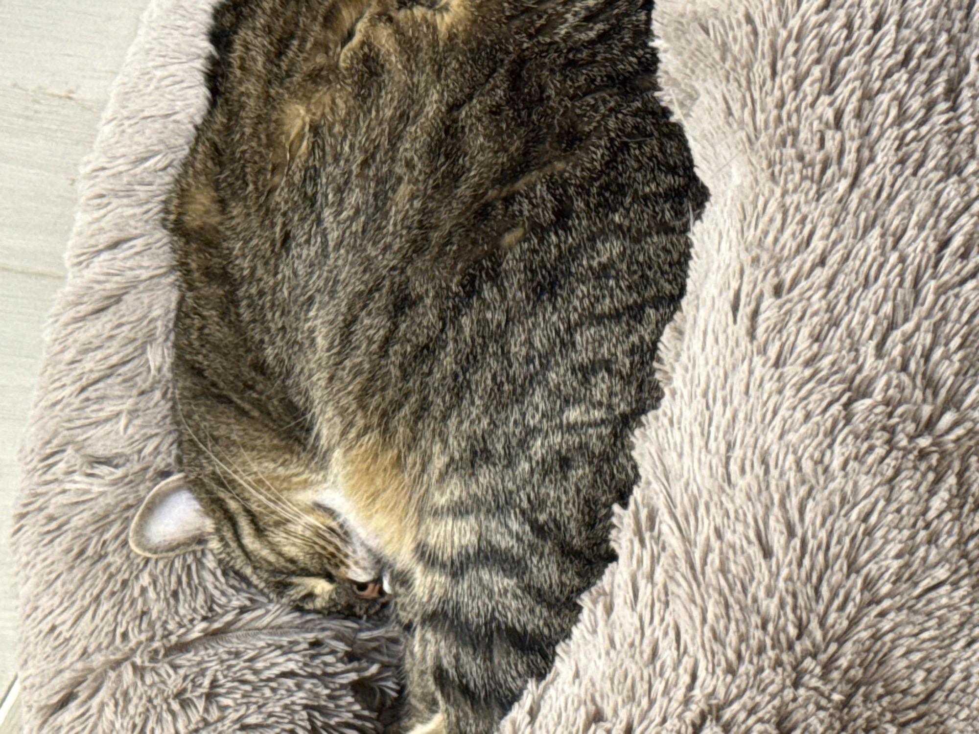 A tabby cat is sleeping curled up on a soft, fluffy, light brown pet bed. The cat is mostly hidden, with only its head and part of its body visible. Its eyes are closed, and its fur is a mix of brown, black, and tan stripes. The pet bed appears to be indoors, on a light-colored surface, possibly a floor. There is no visible indication of the cat's specific location within Simferopol, Ukraine.