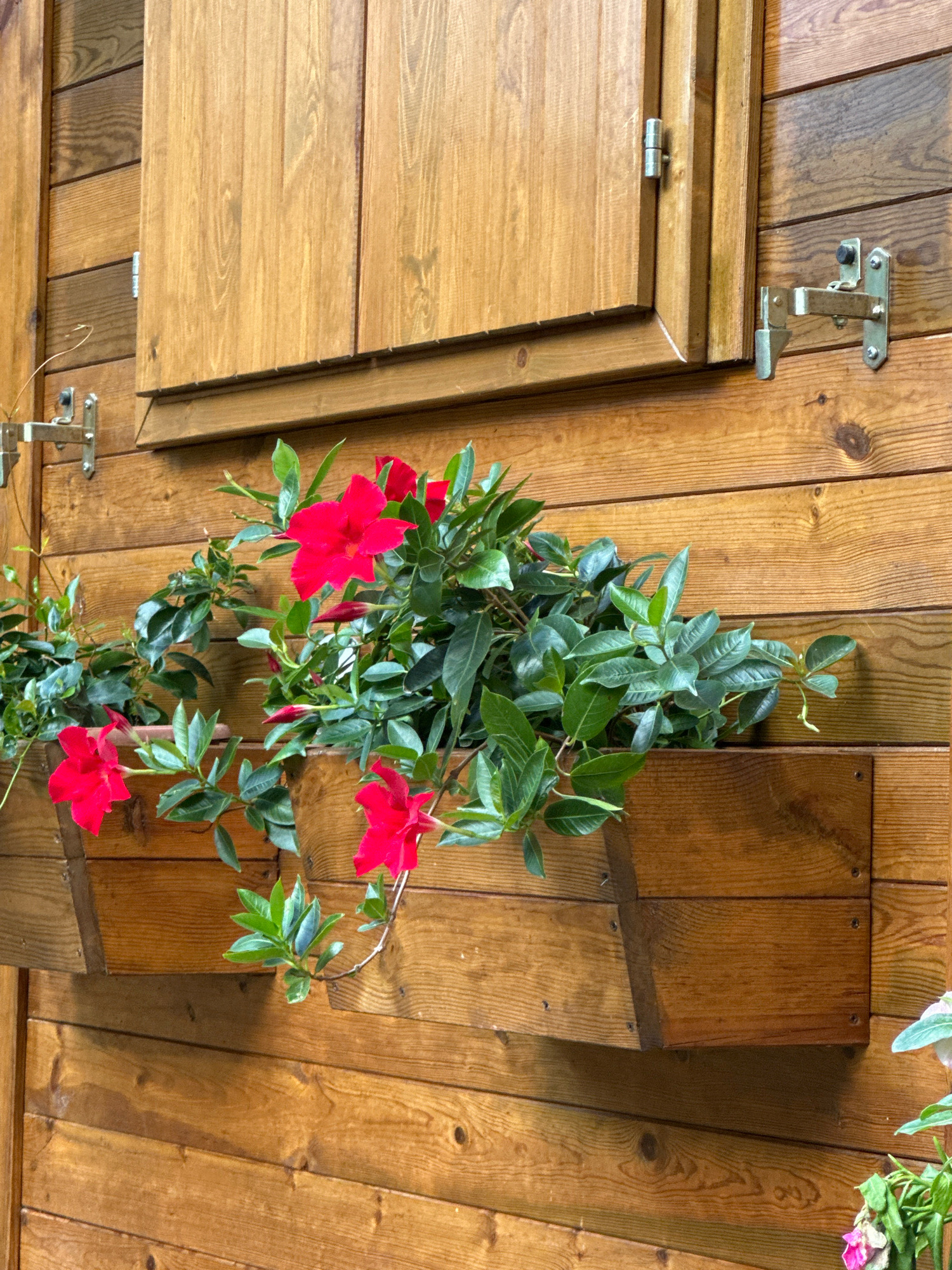 The image shows a close-up of a wooden wall with a planter box filled with vibrant red flowers and lush green foliage. The wall is constructed from horizontal wooden planks, and a wooden shutter is partially visible at the top, secured by metal hinges and a latch. The planter box itself is made of wood and is mounted on the wall. Several red flowers, possibly Mandevilla or Dipladenia, are in bloom and cascade from the planter. The overall scene suggests an outdoor setting, likely a garden or patio. There are no people or animals visible in the image. The image does not provide any specific clues about its location in Borno, Italy.