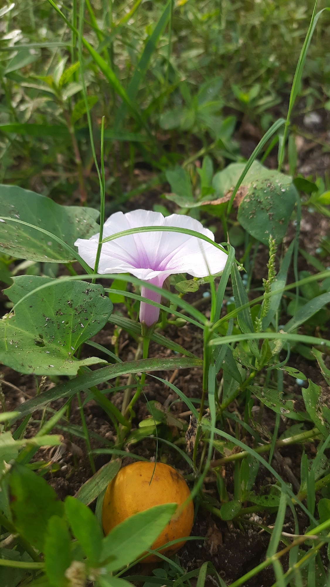 A single, pale pink and white trumpet-shaped flower with a purple center is in full bloom amidst green foliage and dark soil. A small, orange, round fruit, possibly a citrus fruit, rests on the soil near the flower, partially obscured by leaves and grass. The background consists of more green vegetation and shadows, suggesting an outdoor environment, likely a garden or natural setting in Kebonrejo, Indonesia.