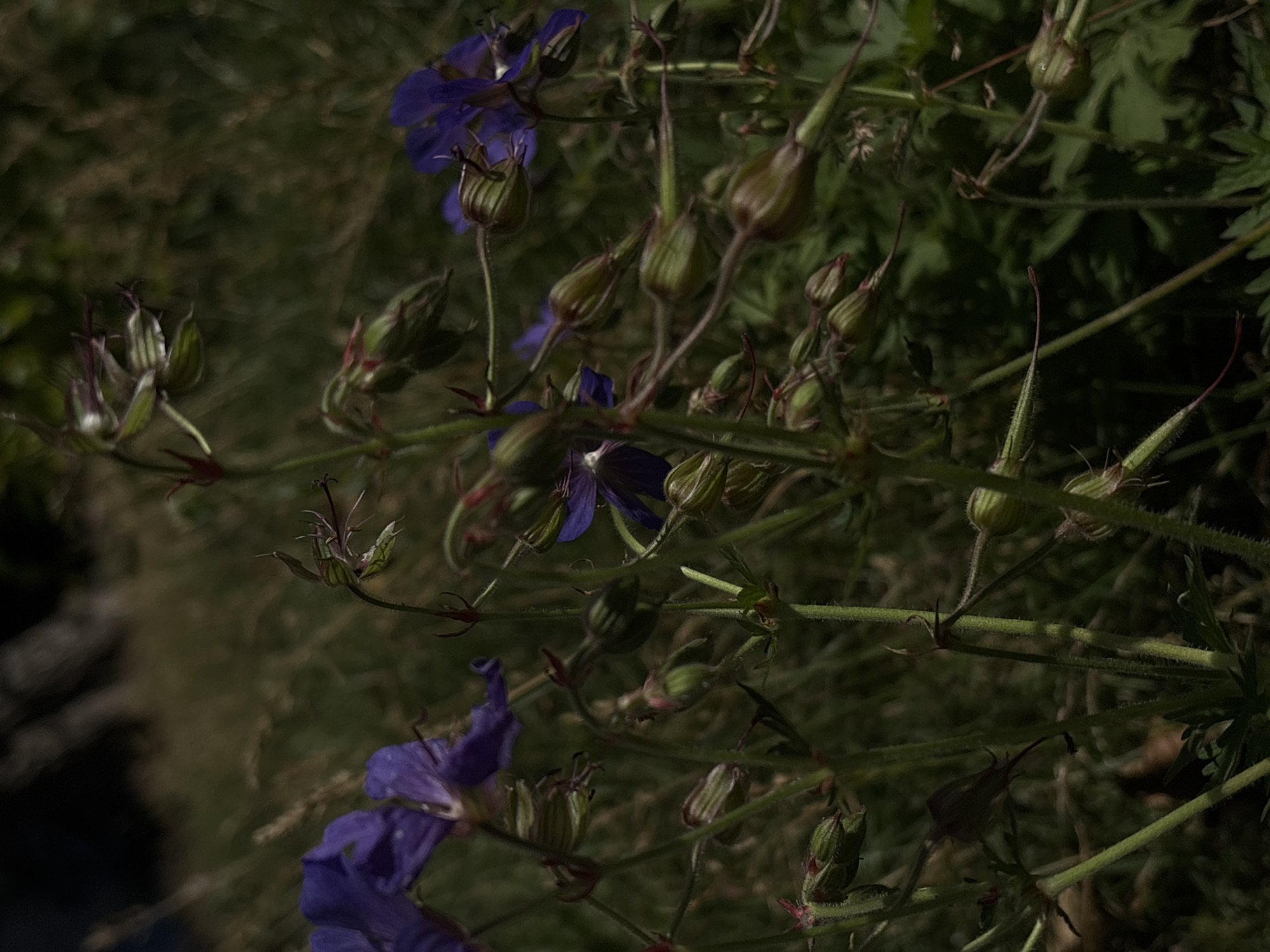 A close-up, low-angle shot captures a cluster of purple flowers and developing seed pods against a blurred, natural background. The flowers, a vibrant shade of purple, appear delicate with their thinly petaled blooms. Interspersed among the flowers are numerous green seed pods, some elongated and pointed, others more rounded, suggesting a stage of plant development where new life is forming. The foreground is dominated by the stems and foliage of these plants, with a visible texture of fine hairs on some of the stems. The overall impression is one of organic growth and the transition of seasons, with blooming flowers and the promise of future seeds. The lighting is somewhat dim, with shadows creating depth and highlighting the textures of the plants. The background is a soft blur of greens and browns, hinting at a garden or a wild, overgrown natural setting. No people, text, or specific event are visible. The location context of Yoshkar-Ola, Russia, suggests a temperate climate where such flora might be found. The image evokes a sense of natural beauty and the quiet processes of the plant world.