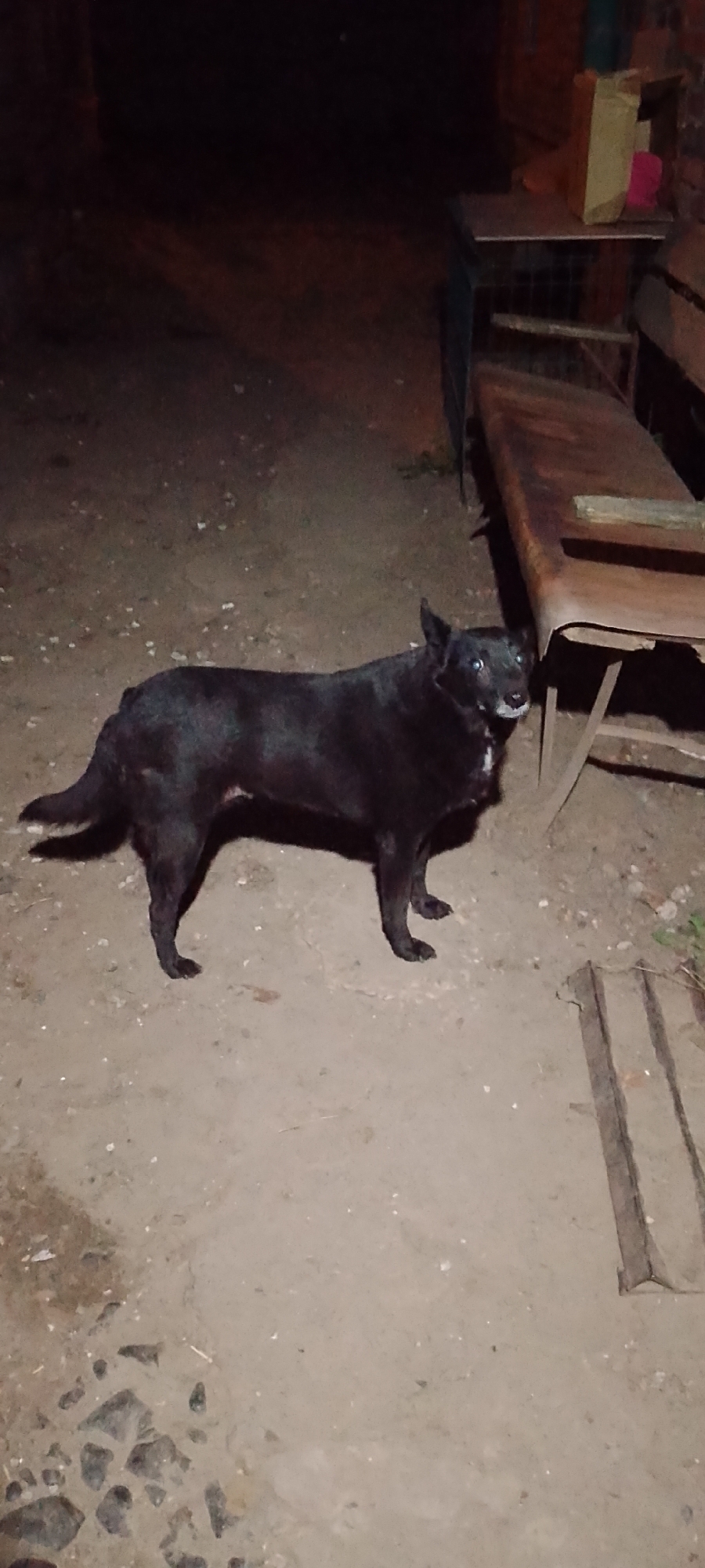 A black dog stands on a dirt and gravel surface in what appears to be an outdoor area at night, possibly a backyard or alleyway. The dog is facing to the right of the frame with its mouth slightly open. In the background, there is a wooden bench or table, and a brick wall is visible. Some objects are on top of the table, including what appears to be a yellow bag and a pink object. The lighting is dim, suggesting artificial light sources. The environment seems somewhat unkempt. No specific landmarks of Belgorod, Russia are identifiable in this image.