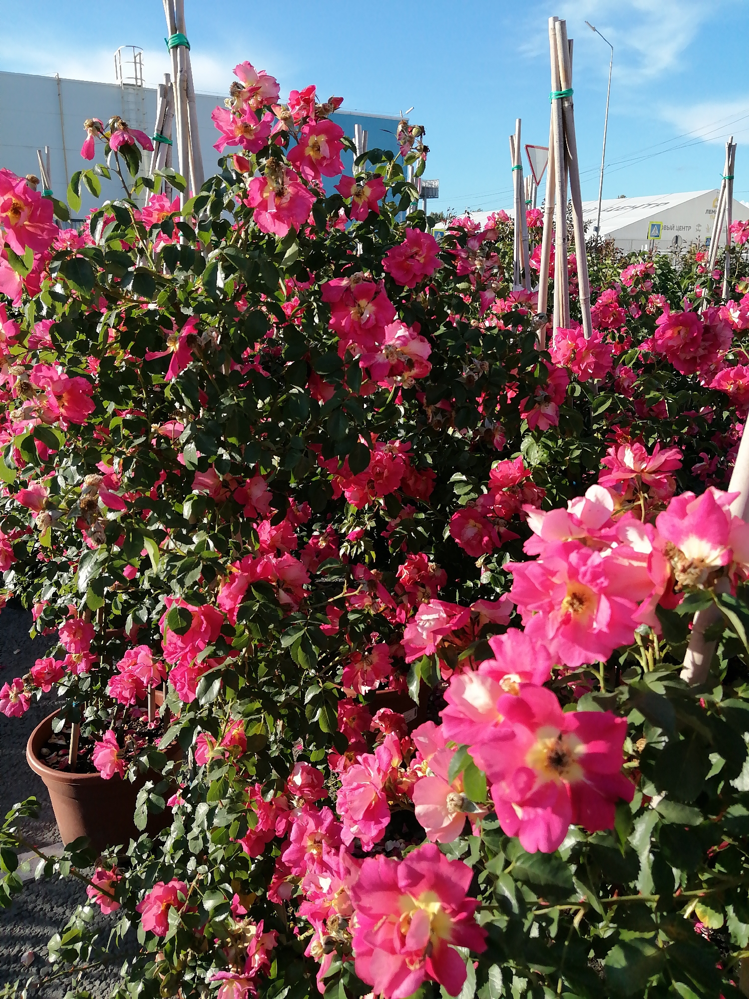 The image depicts a close-up view of a dense cluster of bright pink roses in bloom. The roses are of various stages of bloom, with some fully open and others still budding. They are supported by thin wooden stakes tied with green string. In the background, a light blue sky is visible, along with the rooftops of buildings, suggesting an outdoor setting. The overall impression is of a vibrant floral display, likely in a garden center or nursery, given the presence of potted plants and supports. The lighting suggests it is daytime with ample sunlight.