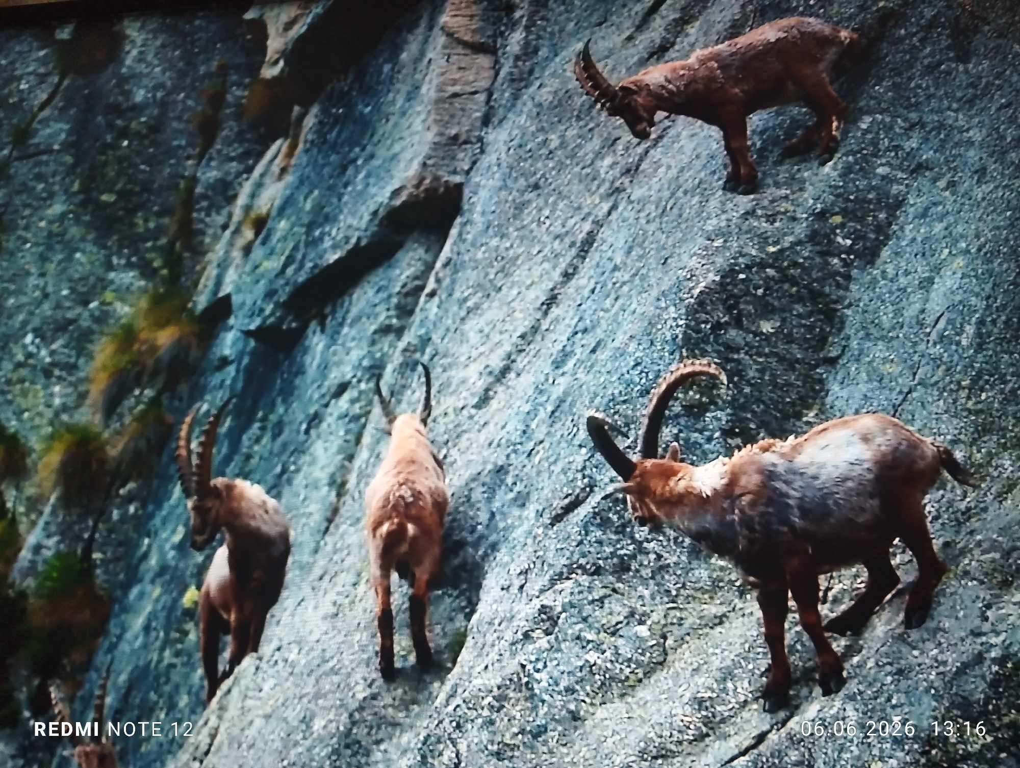 The image displays a steep, rugged rock face, observed in the city of Burgas, Bulgaria. A minimum of five ibex (Capra ibex) are distributed across the rock face, engaging in ascent or traversing the terrain. In the upper-right quadrant, one ibex is oriented to the left, exhibiting prominent, ridged horns that curve backward over its back, appearing stable on a narrow rock outcrop. Below and to its left, a second ibex is positioned mid-right, also facing left with large horns, its lower body partially obscured by the rock's texture. In the middle-left section, a third ibex is seen from the rear-right, actively climbing upwards along a rock fissure. Below this, in the lower-left, a fourth ibex is partially visible, also ascending. A fifth ibex or part of one is barely discernible at the extreme bottom-left, mostly obscured by a watermark.
The rock face is predominantly grey with visible textures, cracks, and variations in light and shadow, indicating a rough, natural surface. Sparse patches of dark green and light brown vegetation, consistent with moss, grass, or small shrubs, are embedded within crevices and along ledges on the left side of the frame. The animals are brown with lighter patches on their flanks, typical of ibex. A "REDMI NOTE 12" watermark is present in the bottom-left corner, and a timestamp "06.06.2026 13:16" is located in the bottom-right corner. The lighting suggests daylight conditions.