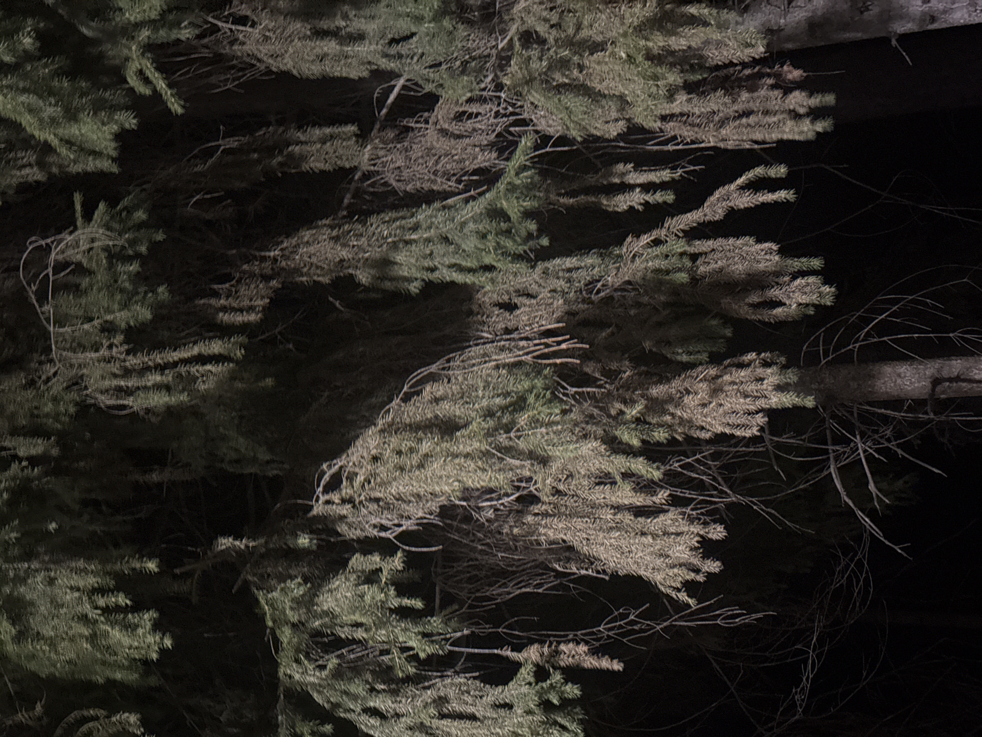 A dark and grainy, low-light photograph depicts dense evergreen foliage. The image includes both green and brownish-beige colored coniferous branches. Bare twigs are interwoven with the foliage. A section of a tree trunk is visible in the upper-right corner. The overall darkness suggests a nighttime setting. There is no indication of the location of Votkinsk, Russia or any evidence of people.