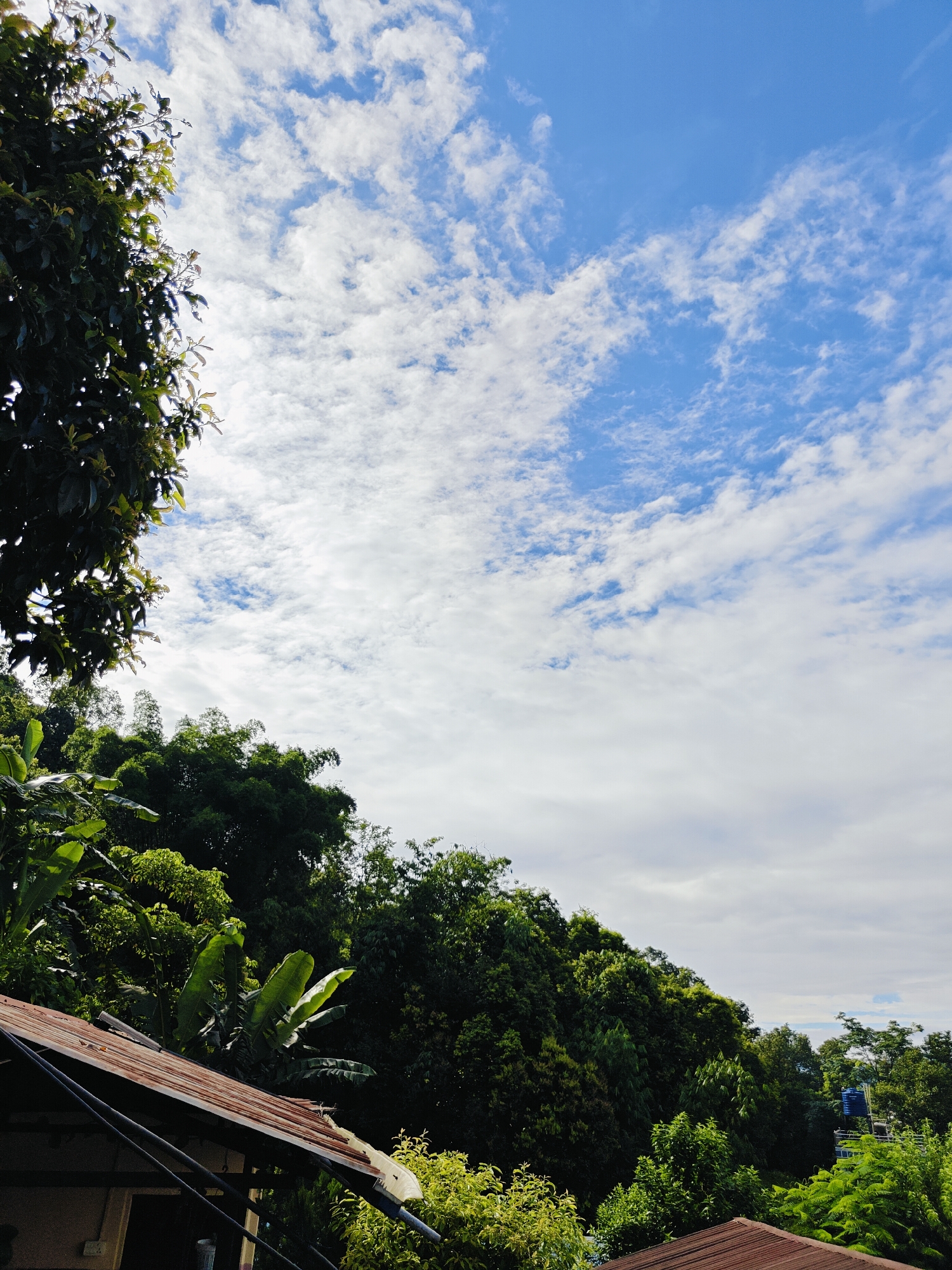 The image shows a vibrant green landscape with a clear blue sky dotted with scattered white clouds. In the foreground, the rusty corrugated metal roof of a building is visible, partially obscured by lush foliage. Large, dark green leaves of trees dominate the left side of the frame, casting shadows against the bright sky. The middle ground is filled with dense, varied green trees, including tall bamboo stalks. In the background, more trees extend up a hillside, culminating in a hazy sky. To the far right, a blue water tank is perched on a structure amidst the greenery. The scene appears to be a natural, possibly residential, area on the outskirts of Pokhara, Nepal, given the typical lush vegetation and the presence of a water tank commonly seen in such areas. There are no people or animals visible in the image.