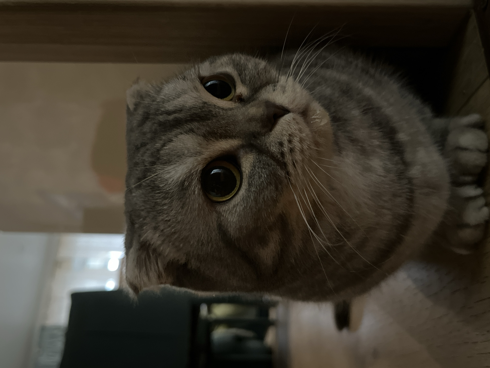 A Scottish Fold cat sits on a wooden floor, looking to its right. The cat has grey tabby markings, large green eyes, and folded ears. Its paws are visible in the foreground. In the background, a dark green chair and a doorway are partially visible. The scene appears to be indoors. There is no indication of the location being in the city of Chaikovsky, Russia.