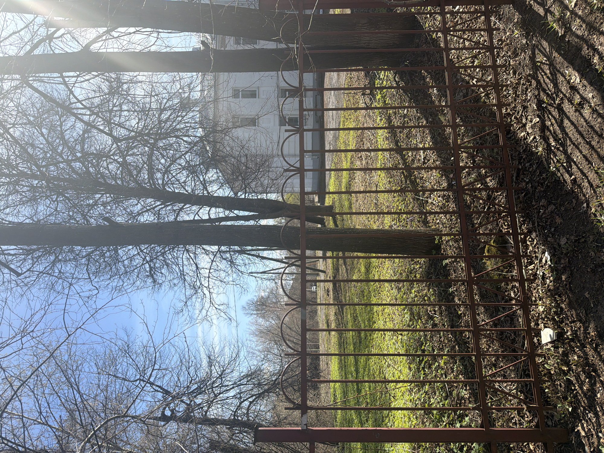 The image depicts an outdoor scene, likely in late winter or early spring in Perm, Russia. In the foreground, a rustic, reddish-brown metal fence or gate runs horizontally across the frame. It features vertical bars, some of which appear to be rebar, connected by horizontal elements and topped with decorative half-circle arches. The fence casts long, strong shadows onto the ground.
Behind the fence, the ground is a mix of dry brown leaves and patches of bright green grass. Numerous deciduous trees with bare branches are scattered throughout the scene, indicating the season. Several large tree trunks are prominent behind the fence. In the mid-ground, a plain, two-story white building with multiple dark-framed windows is visible behind the trees and fence. The background shows a clear blue sky, with significant sun glare originating from the upper left, suggesting bright daytime conditions. No specific activity or event is taking place, and no text is visible in the image.