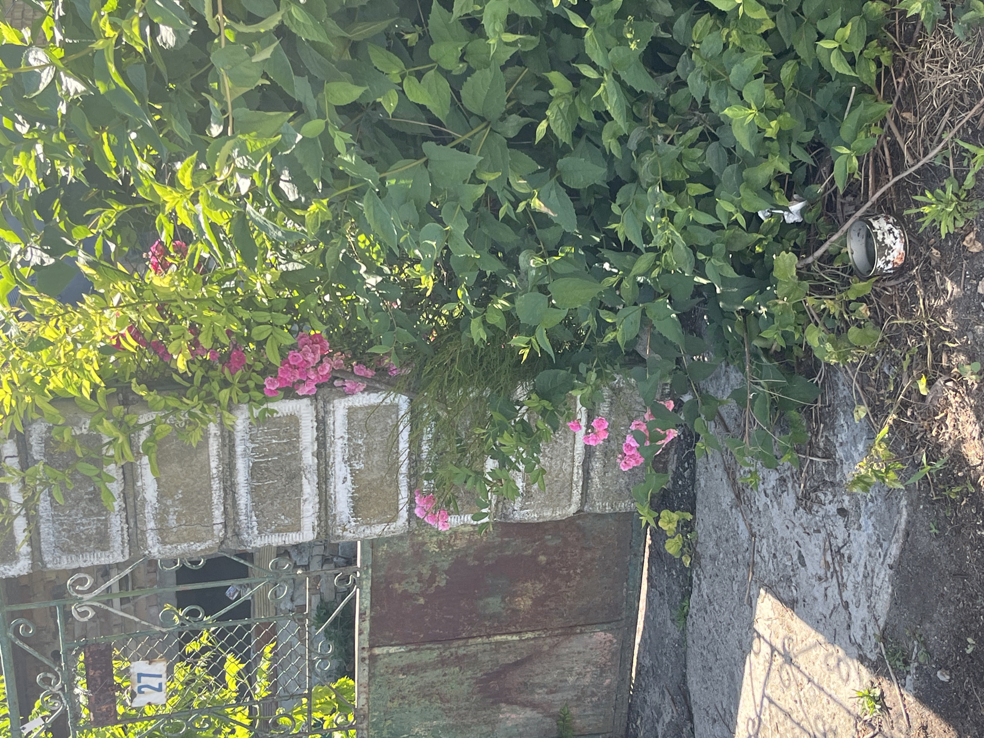 The image depicts an outdoor scene with a focus on vegetation and architectural elements. In the background, a rusty green metal gate is visible, partially obscured by dense green foliage. To the right of the gate, a section of a pillar constructed from stone blocks with white outlining stands prominently. Pink flowers are blooming around the pillar, intertwined with the green leaves of a bush. On the gate, a blue and white house number "27" is affixed. The ground in the foreground is a mix of concrete and dirt, with scattered dry branches and some small green plants. A small, decorative tin can with a floral pattern sits on the ground near the bush. The lighting suggests it is daytime, with sunlight casting shadows and highlighting the foliage. The scene appears to be located in an urban or suburban area, possibly a residential property.