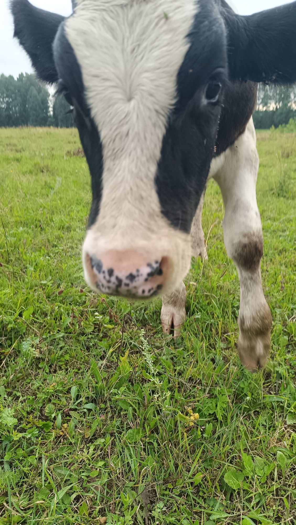 A close-up, low-angle, outdoor shot features the head and front legs of a young black and white cow. The cow is positioned in the center of the frame, facing forward, with its nose and snout prominent. Its ears are visible, angled slightly upwards and outwards. The cow's coat is predominantly white on its face, with black patches around its eyes and ears, and extending down its neck. Its nose is pink with black speckles. The background consists of a green, grassy field with some scattered wildflowers and a line of trees in the distance, under an overcast sky. The location is identified as Karsha, Russia.