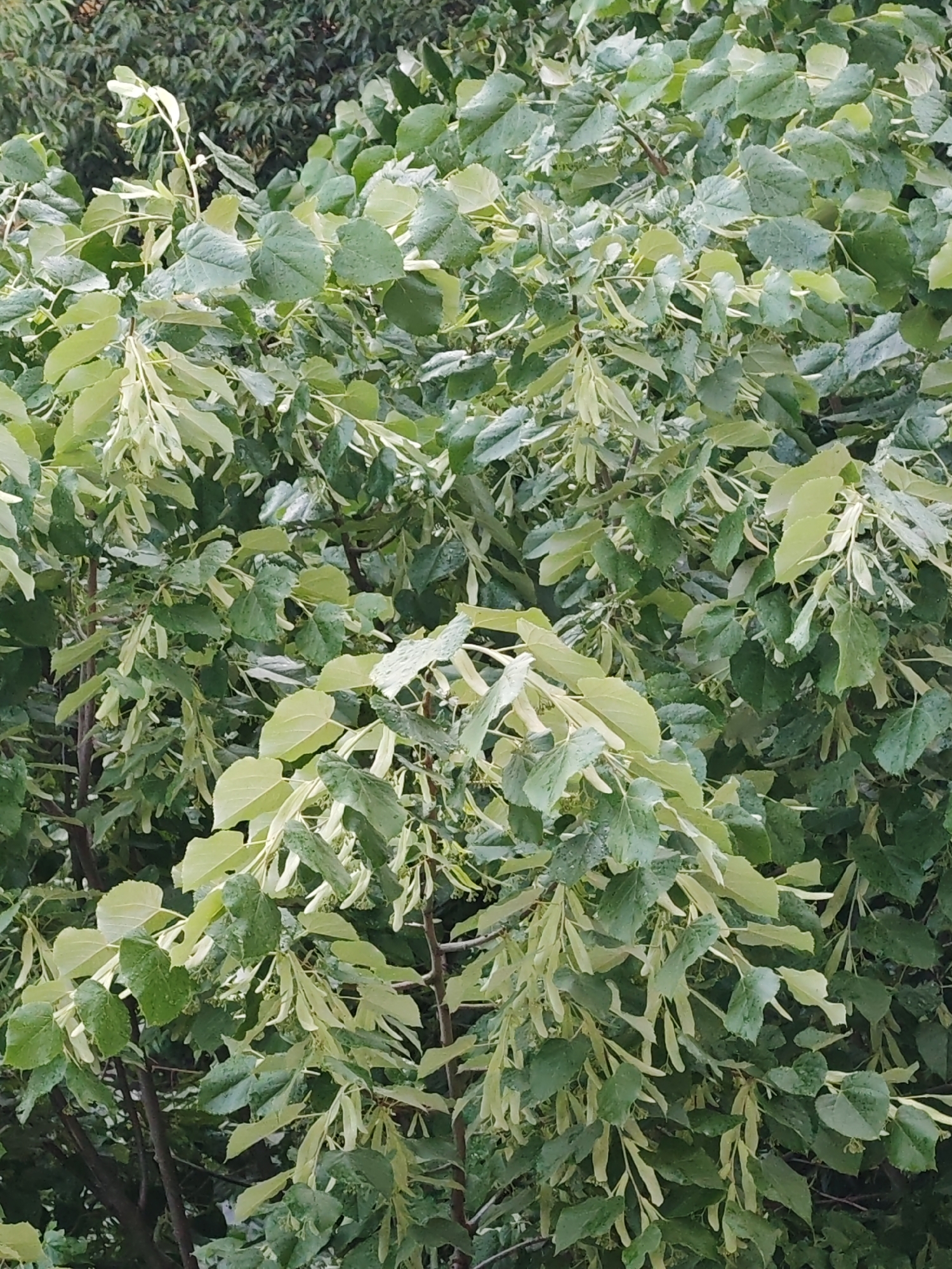 The image displays a dense canopy of a deciduous tree, characterized by numerous heart-shaped to broadly ovate green leaves. Many leaves exhibit small water droplets on their surfaces, suggesting recent precipitation or high humidity. Interspersed among the foliage are prominent clusters of elongated, pale greenish-yellow, leaf-like bracts, each supporting a small cluster of tiny, developing flowers or fruits. These features are typical of a Linden (Tilia) tree in late spring or early summer. Darker brown branches are visible within the foliage. The background consists of slightly out-of-focus, denser, darker green foliage of other trees or shrubs. The lighting is diffuse and soft, indicating an overcast sky or shaded conditions, with no harsh shadows. No people, animals, or man-made structures are discernible, nor are there any visual cues to determine a specific geographical location, including the city of Shumen, Bulgaria.