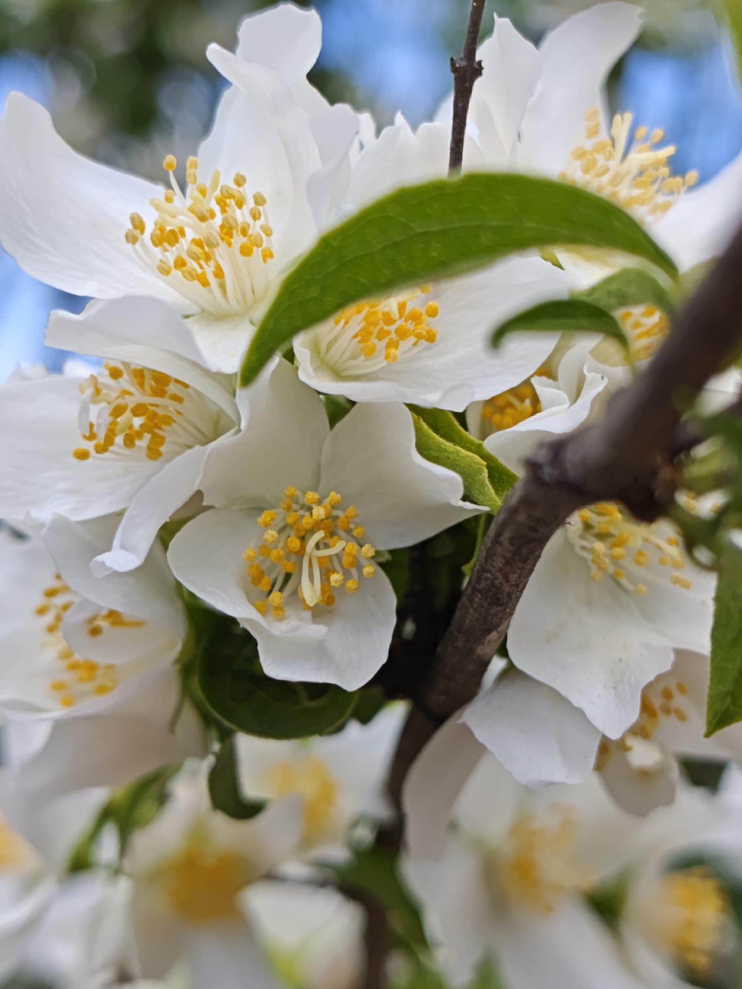 The image depicts a close-up view of a cluster of white jasmine flowers with prominent yellow stamens. A dark brown branch runs diagonally across the right side of the frame, partially obscuring some of the blossoms. Green leaves are also visible, interspersed among the flowers. The background is softly blurred, showing hints of blue sky and possibly more foliage. The photograph appears to have been taken outdoors, likely in a garden or park setting. The scene is static and focuses on the natural beauty of the flowering plant. The provided hints highlight various sections of the jasmine cluster and the branch, allowing for a more detailed examination of the textures and colors. The location of Parkhomivka, Ukraine is given as context but is not visually represented in the image itself.