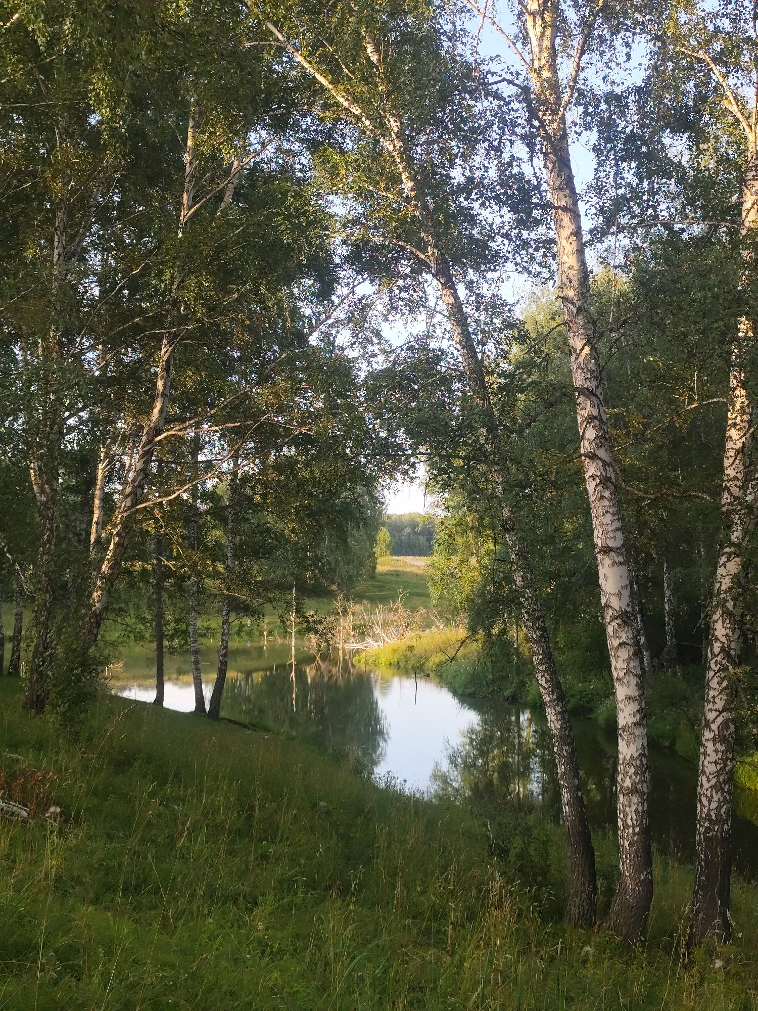 The image depicts a serene natural landscape, likely in the vicinity of Барлакский, Russia, characterized by a gentle river flowing through a birch forest. In the foreground, tall, slender birch trees with their distinctive white bark and green foliage dominate the scene, leaning slightly towards the water. The ground is covered in lush green grass, some of which appears slightly dried and yellowed, interspersed with wildflowers. The river, calm and reflective, mirrors the surrounding trees and the clear sky above. On the opposite bank of the river, a dense line of trees creates a natural border, with hints of a more open area or path visible in the distance. The lighting suggests it is either early morning or late afternoon, with the sun casting a warm glow through the leaves and illuminating the water. There are no people or animals visible in the image. The overall impression is one of tranquility and unspoiled nature.