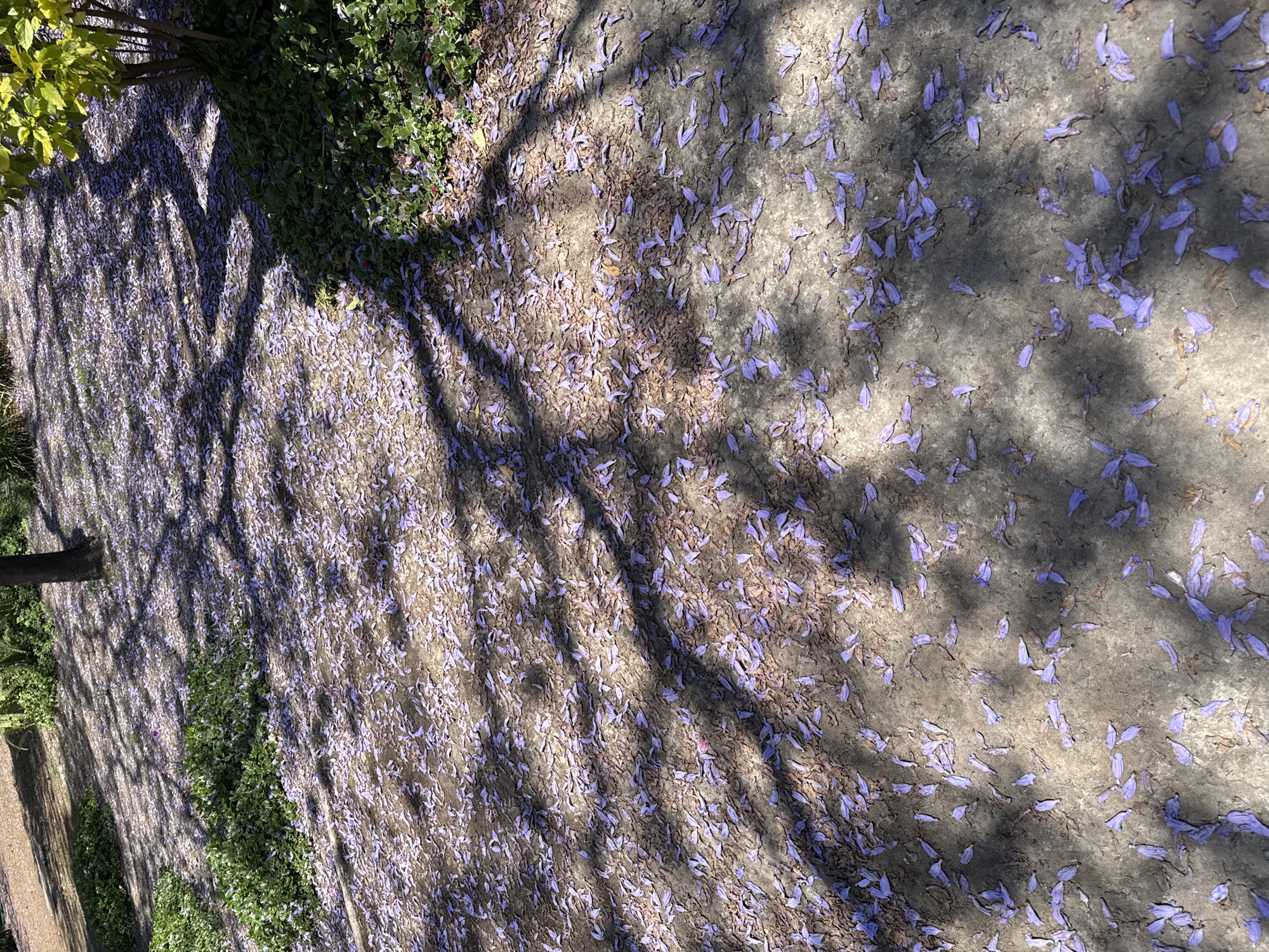 The image shows a sunlit ground in Puebla, Mexico covered with fallen Jacaranda flowers. Tree shadows are cast on the ground. Vegetation is visible on the sides.