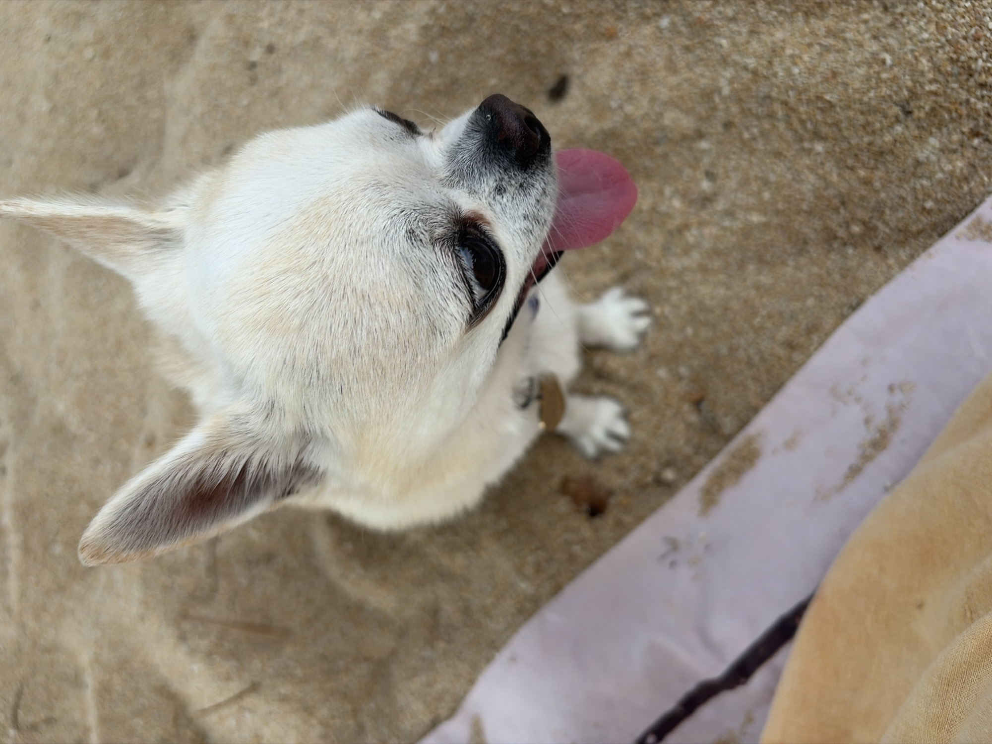 A close-up, high-angle shot captures a small, white Chihuahua dog with a pink tongue sticking out, sitting on a sandy surface. The dog has large, dark eyes and upright ears. A light-colored towel or blanket is partially visible in the bottom left corner of the frame. The sandy environment suggests an outdoor setting, potentially a beach, which is common in areas like Ko Samui District, Thailand. There is no indication of other people or specific city landmarks.