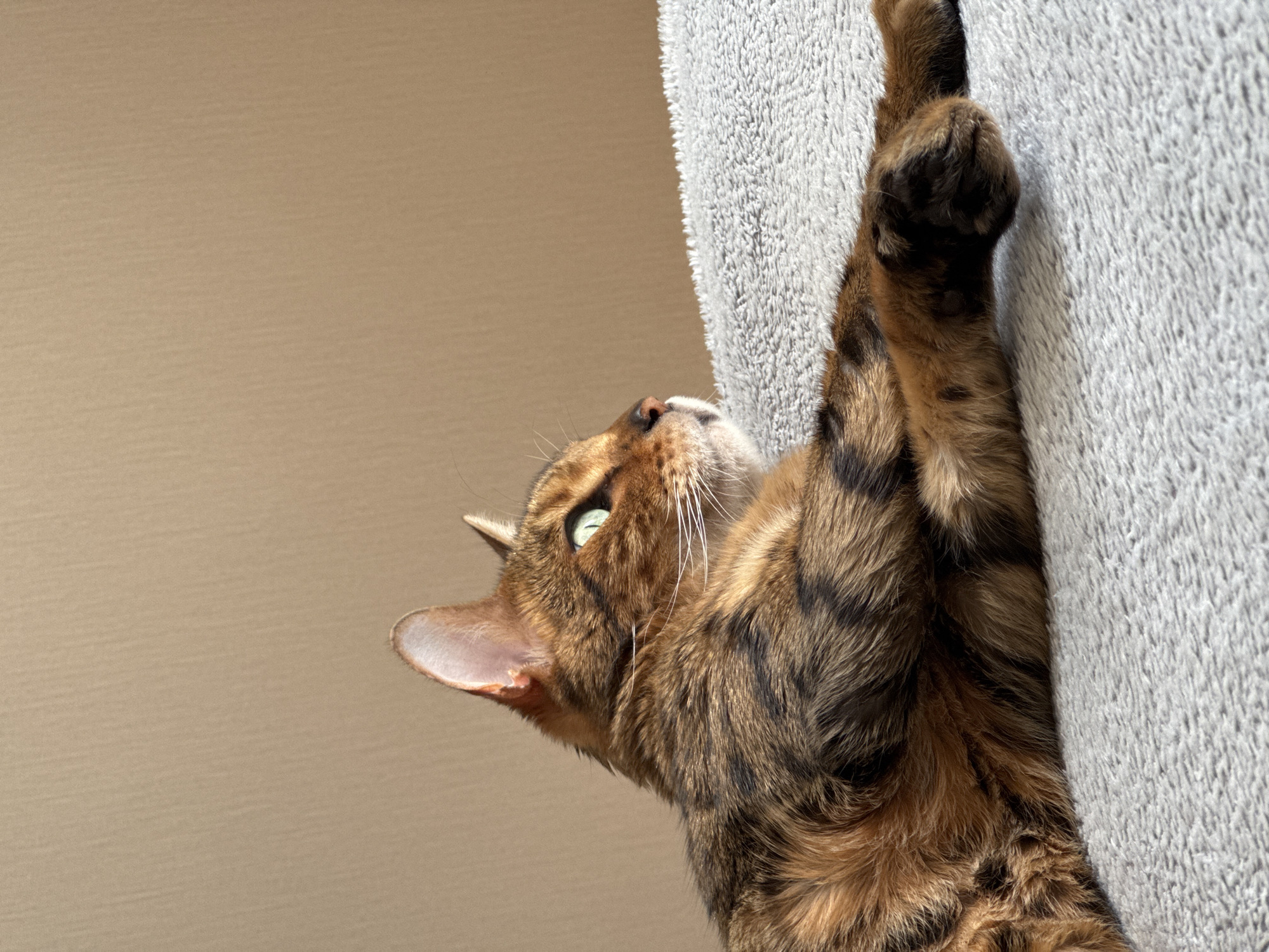 A Bengal cat is climbing a gray, carpeted structure. The cat's body is angled upwards, with its front paws extended and gripping the carpeted surface. The cat's head is tilted back, and its green eyes are looking upwards. The background is a plain, light brown wall. The location is Unknown, Unknown.