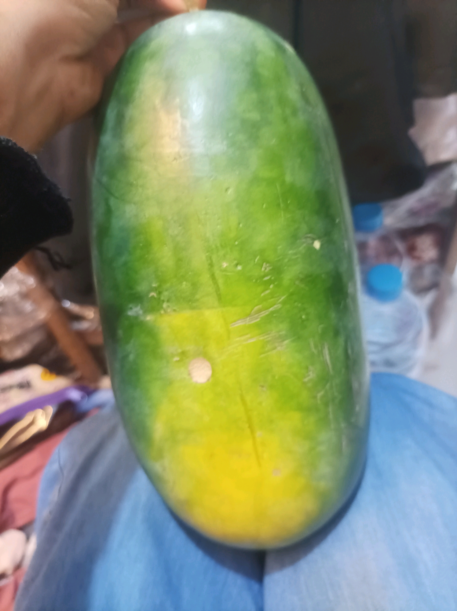 A person is holding a large, elongated watermelon that is predominantly green with a significant yellow area at the bottom. The watermelon appears to have some minor blemishes or markings. The person's hand is visible at the top left of the image, holding the watermelon. In the background, out of focus, are several plastic bottles with blue caps, suggesting a domestic or retail environment. The lower portion of the image shows a blue fabric, possibly clothing or a tablecloth. The scene is indoors, with soft lighting. The location in Sumuragung, Indonesia is not visually represented in the image.