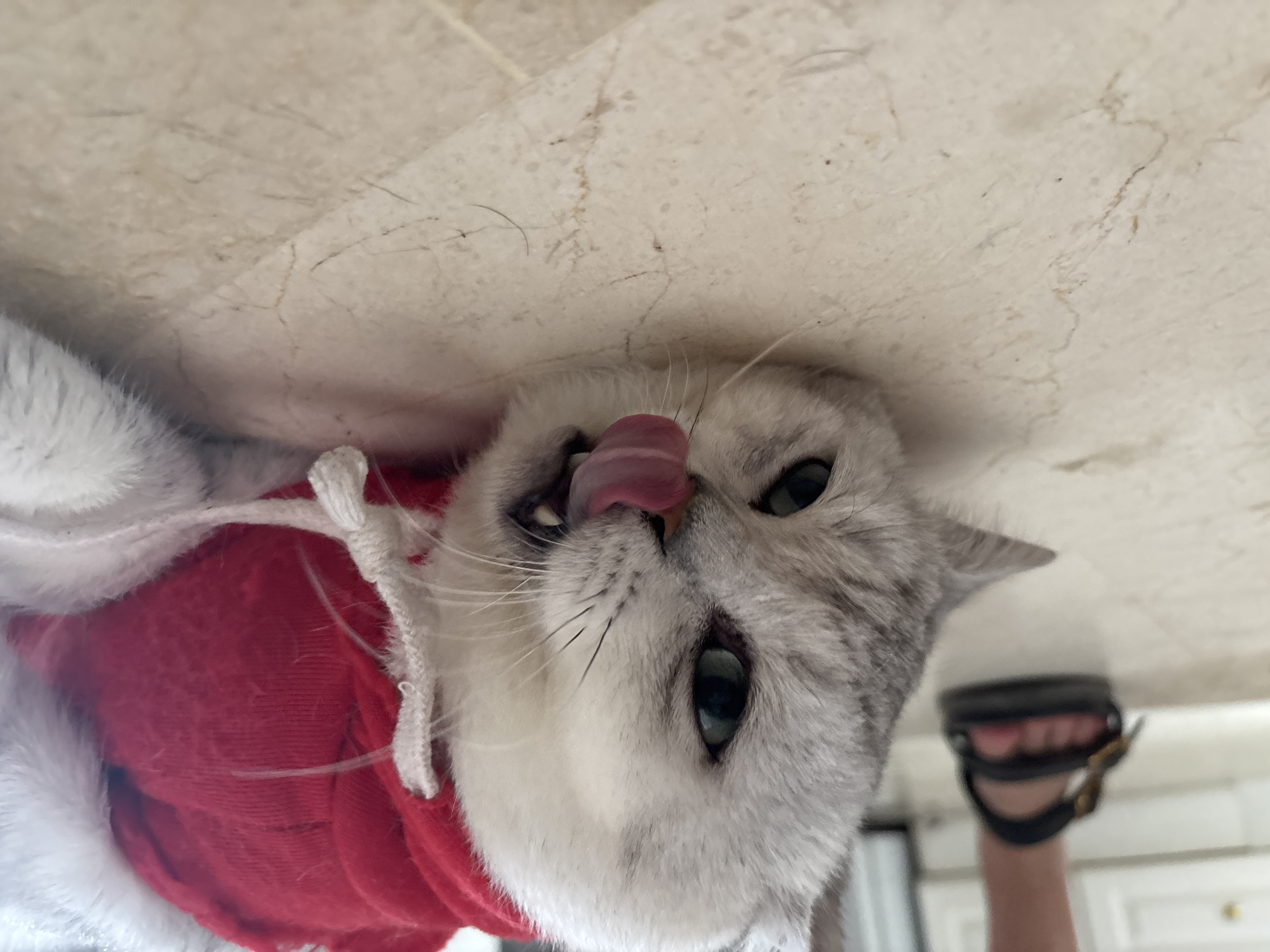 A close-up, eye-level shot shows a silver tabby cat wearing a red and white Santa suit. The cat is lying on its back on a tiled floor, with its head tilted and its tongue sticking out. The cat's eyes are green and its fur is finely striped. The background is blurred, but a person's legs and feet wearing black sandals are visible in the upper left corner. The scene appears to be indoors, possibly in a home in Orihuela, Spain. The lighting is bright, suggesting daylight. The focus is on the cat's face and the details of its fur and attire.