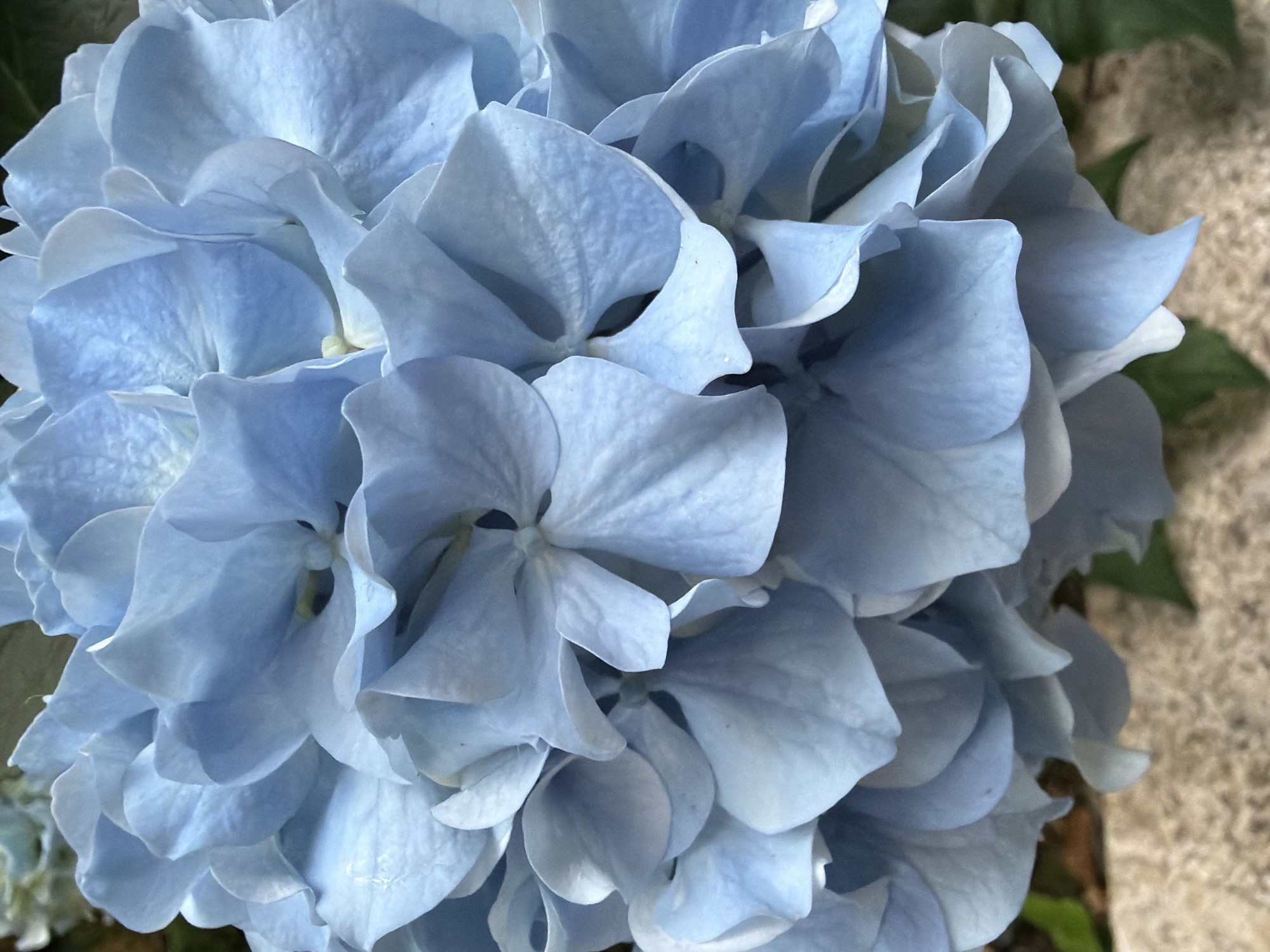 The image presents a close-up, high-angle view of a cluster of vibrant blue hydrangea flowers. The composition is dominated by the tightly packed, broad petals that form the spherical bloom. The petals display various shades of light blue, ranging from a soft, pastel sky blue to slightly deeper, more saturated tones, often with lighter, almost white edges or subtle variations across their surfaces due to lighting. The texture of the petals appears delicate and somewhat crinkled or ruffled, creating a sense of natural softness and depth.
Individual florets are visible, each composed of four or five distinct petals. The petals overlap significantly, creating intricate patterns of light and shadow within the dense flower head. The lighting is natural and appears soft, highlighting the contours and undulations of the petals without harsh glare. This gentle illumination suggests an overcast day or a flower situated in indirect sunlight.
In the blurred background, hints of dark green foliage are visible to the upper left and right, along with a lighter, textured surface, possibly stone or concrete, providing a natural outdoor setting. No people or specific activities are depicted. There is no visible text. The overall impression is one of serene natural beauty and intricate botanical detail.