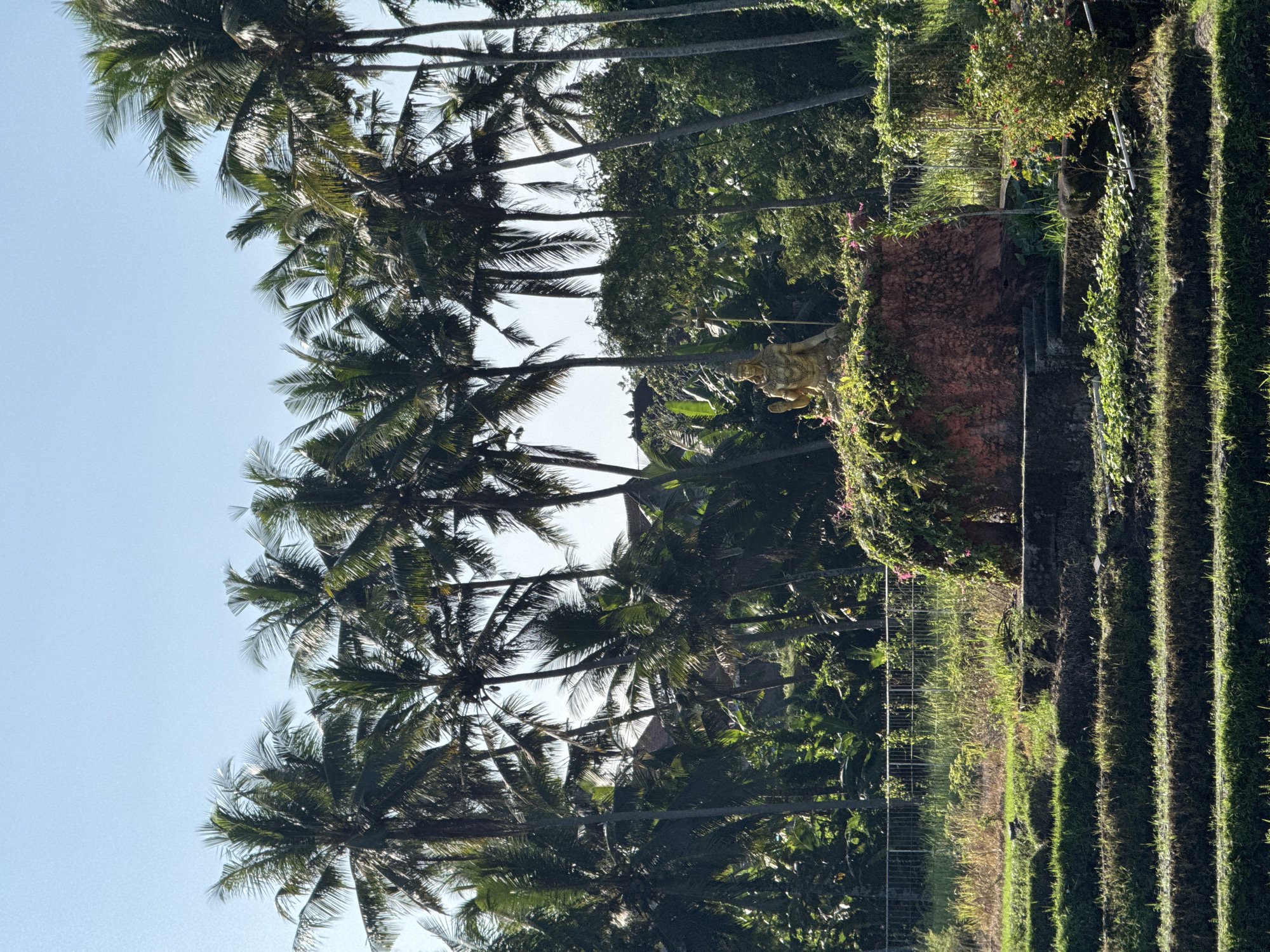 The image captures a lush scene in the Ubud District of Indonesia. Tall coconut palm trees line the left side of the frame, their slender trunks reaching upwards with fronds silhouetted against a clear blue sky. To the right, a terraced landscape is visible, featuring meticulously crafted rice paddies distinguished by parallel lines of cultivated earth and vegetation. A low wall partially covered with greenery adds depth to the scene. A statue rests on top of a stone and mortar wall. Other trees and dense vegetation are visible behind this structure. The composition blends natural elements, showcasing both the towering palms and the structured beauty of the rice terraces characteristic of the Ubud region.