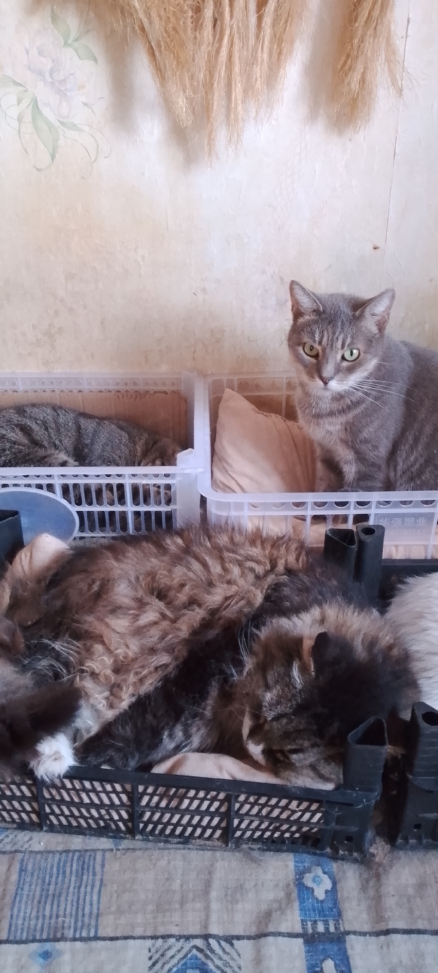 The image displays three domestic cats within plastic crates, set against a neutral-colored wall with decorative elements. In the foreground, a long-haired, multi-colored cat is sleeping curled up in a black plastic crate. To the left, a tabby cat is also sleeping within a white plastic crate. To the right, a grey tabby cat with green eyes is alert and looking directly at the camera from within a white plastic crate, which also contains a light-colored pillow. The background wall appears to have a floral painted design and a hanging bundle of dried vegetation. The cats are in an indoor setting, possibly a home, given the presence of crates and bedding. The location is specified as Belgorod, Russia.
