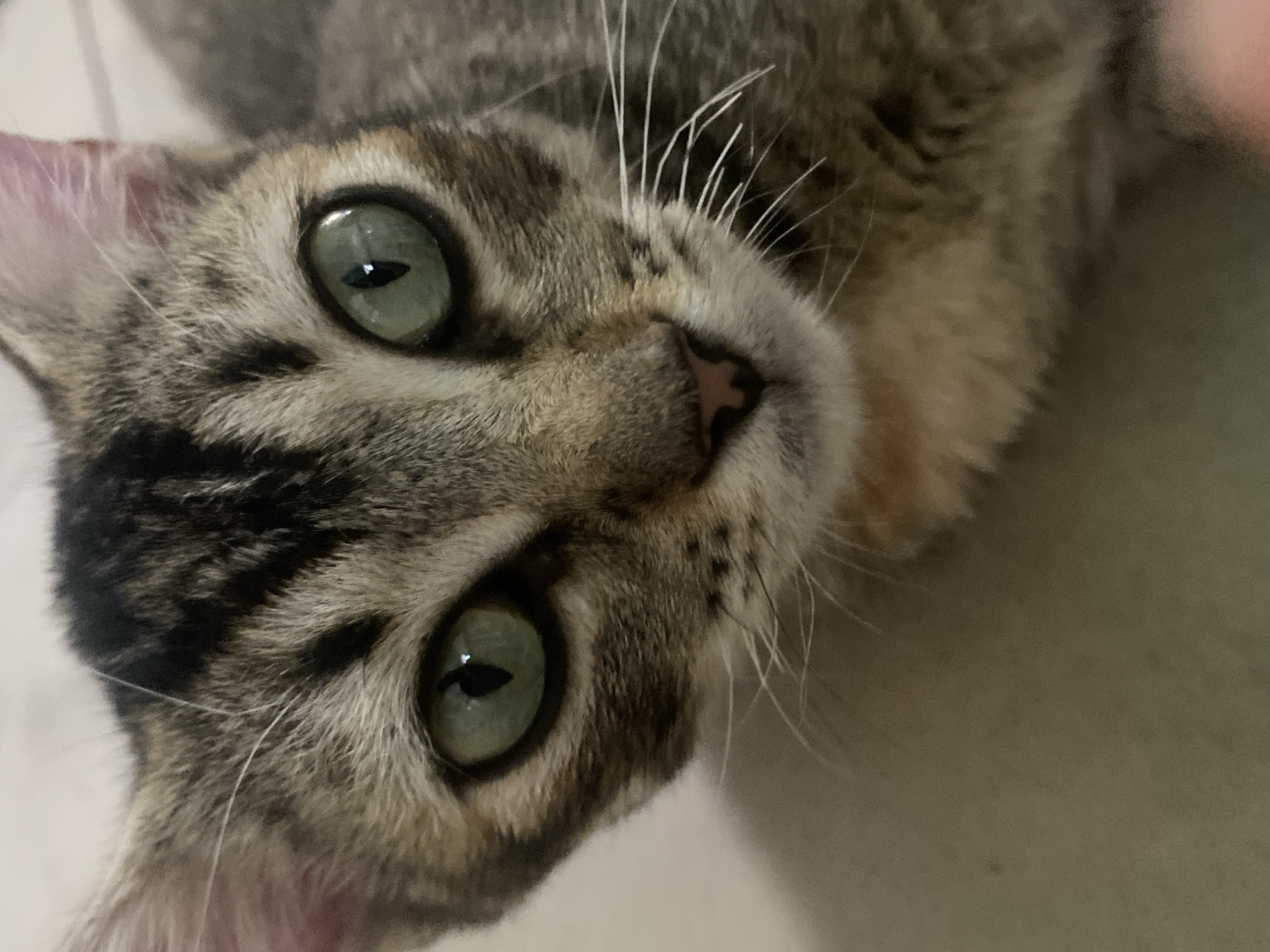 A close-up photograph depicts a cat with green eyes, a brown and grey tabby pattern, and a pink nose. The cat is looking up at the camera. The background is out of focus, but appears to be a light-colored surface. The image was likely taken in Tinaquillo, Venezuela.