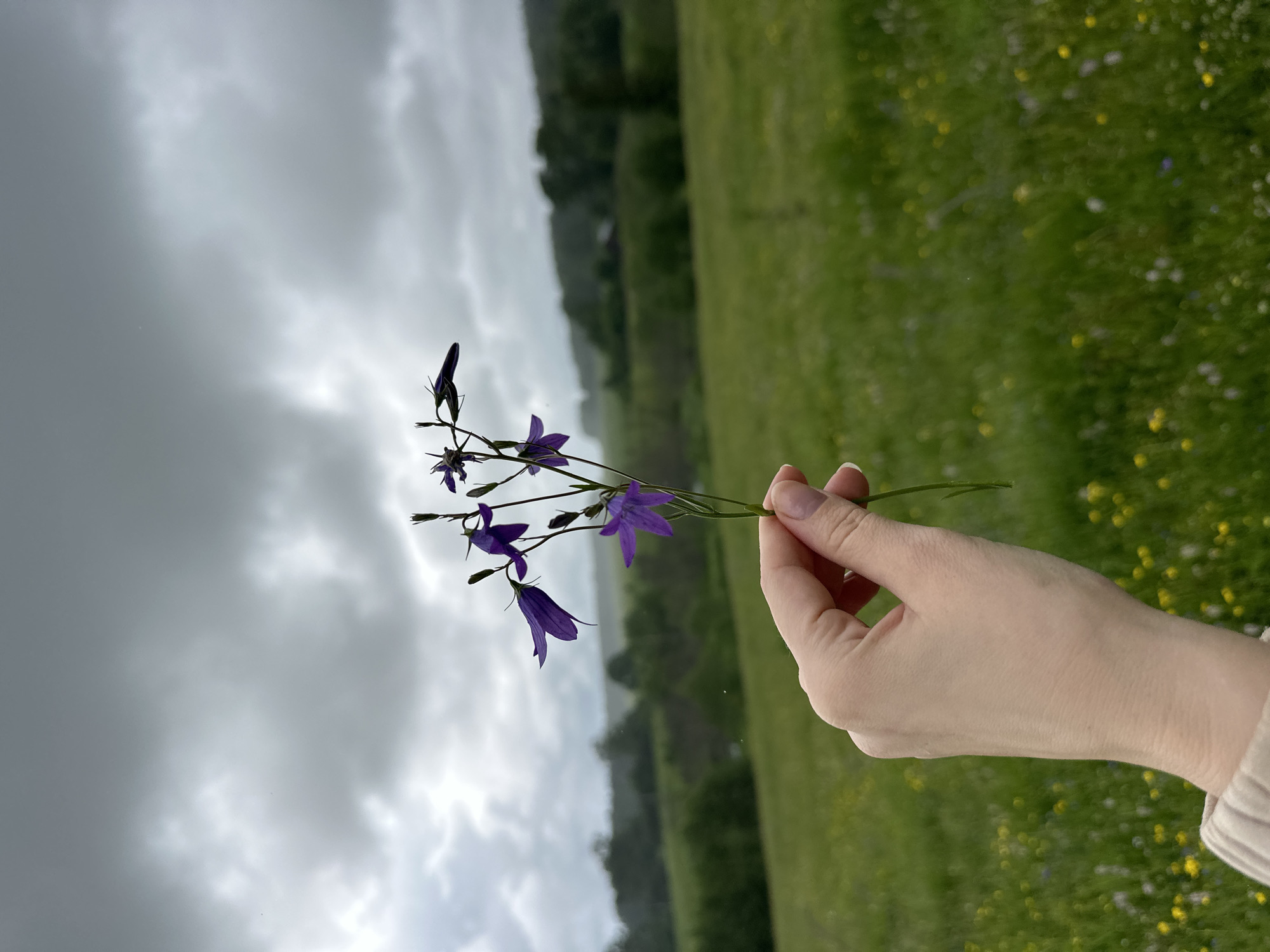 The image depicts a close-up view of a fair-skinned human hand, possibly female, holding a small bouquet of approximately six purple bell-shaped flowers with green stems. The hand is positioned in the lower-central portion of the frame, extending from the bottom right, with a light-colored sleeve visible at the wrist. The background features a verdant green field densely populated with small yellow and white wildflowers, indicating a rural or natural setting. In the distant background, rolling hills or forested areas are present, partially obscured by a soft atmospheric haze, suggesting misty or rainy conditions. The sky above is overcast and uniformly gray with visible cloud formations. The scene is illuminated by soft, diffused light, consistent with a cloudy day in the city of Альняш, Russia.