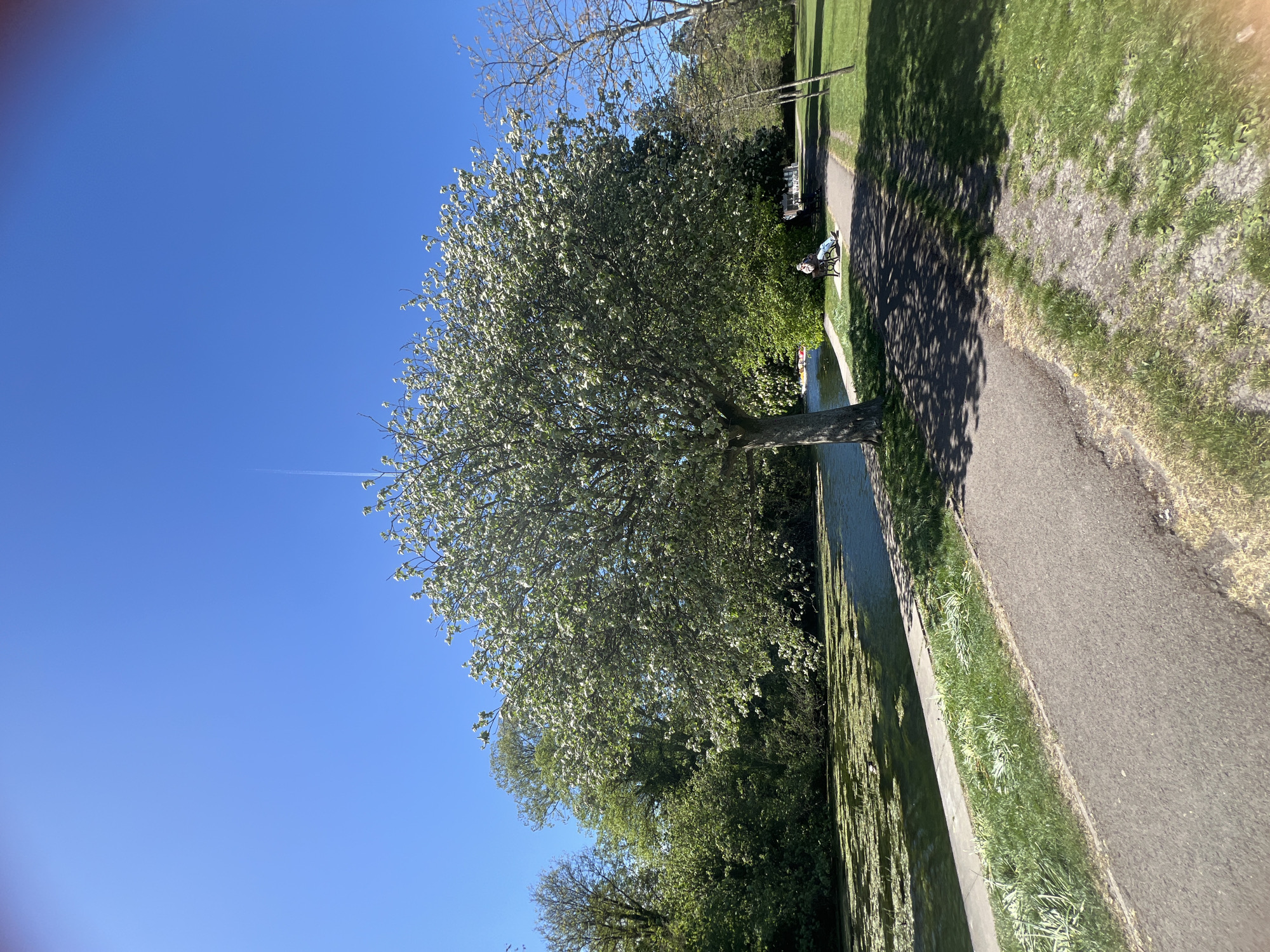The image captures a serene outdoor scene, likely a public park or a path alongside a canal or river, located in High Wycombe, United Kingdom, under a clear, bright blue sky. The photo is taken on a sunny day, evidenced by the sharp, long shadows cast by trees onto the ground.
A large, prominent tree with vibrant light green foliage, indicative of spring or early summer, dominates the foreground. Its branches extend across the frame. Beneath this tree and running horizontally through the middle of the image is a calm body of water, possibly a canal, which reflects the blue sky and surrounding greenery. Parts of the water's surface appear to have a layer of green aquatic vegetation or algae.
Parallel to the water, a dark, paved path stretches into the distance, bordered by strips of green grass. In the mid-ground, a single person is visible, sitting on a park bench positioned under the shade of the large tree, next to the paved pathway. They are wearing light-colored clothing and appear to be relaxing or observing the surroundings. Further along the path and on the opposite bank of the water, additional trees and dense green foliage are visible.
The sky is a deep, unblemished blue, with only a faint white airplane contrail visible in the upper portion of the frame. The time of day appears to be midday or early afternoon due to the high sun and distinct shadows. The overall impression of the scene is peaceful and tranquil. There is no visible text in the image.