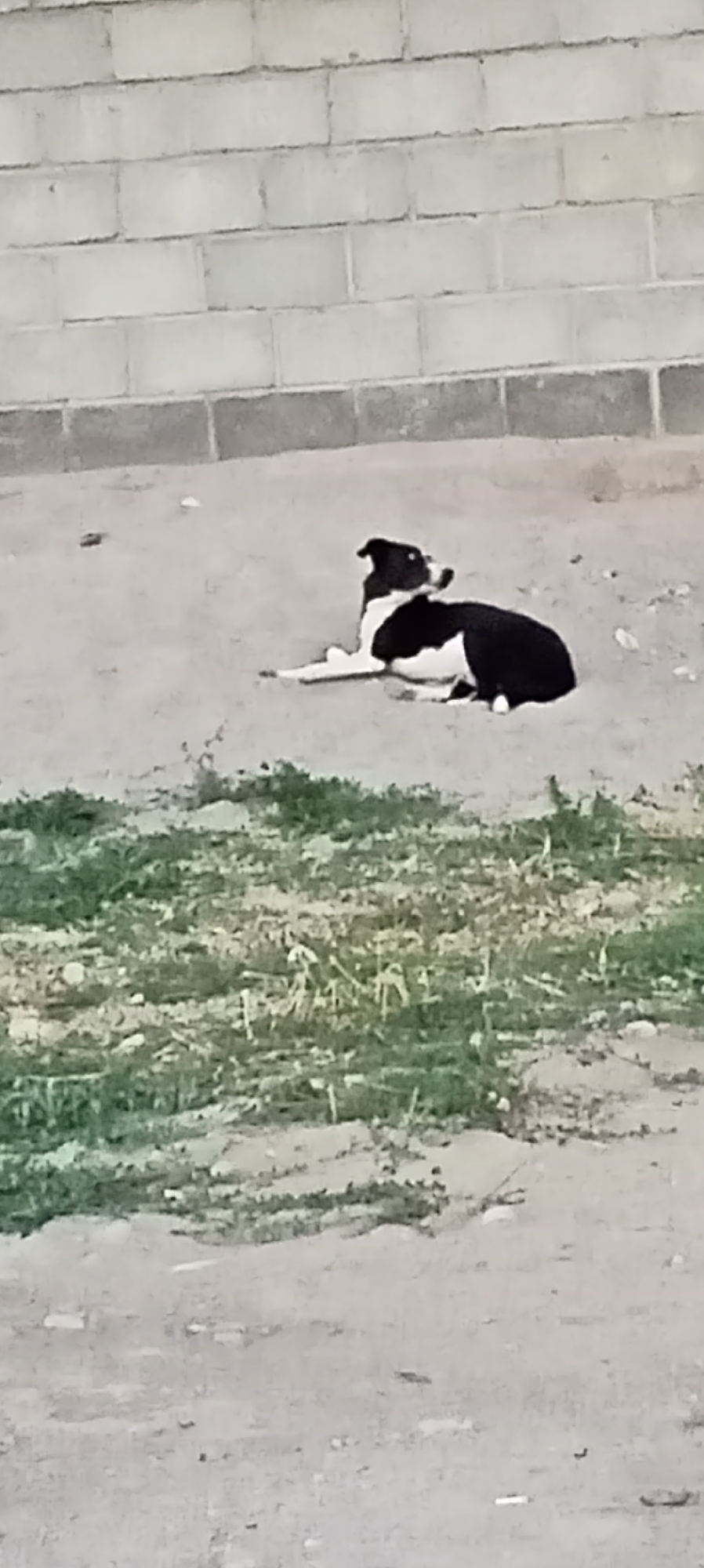 Two black and white dogs are lying on a dusty, outdoor ground. One dog is lying on its side, and the other is resting on its paws. A brick wall is visible in the background. The scene is likely in Romanovka, Kyrgyzstan.
