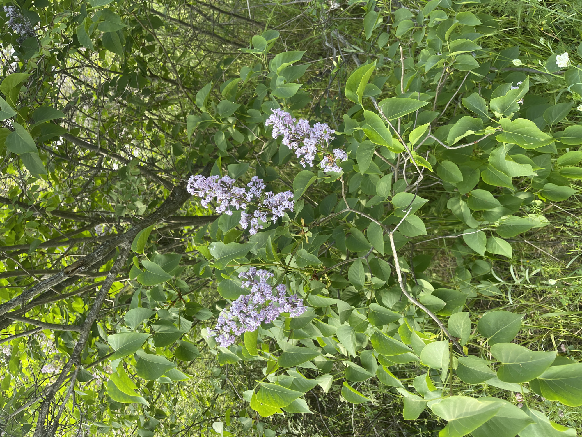 The image shows a bush of lilac flowers in bloom. The flowers are a pale purple color and are clustered together in bunches. The leaves of the bush are green and oval-shaped. The background is blurred, but it appears to be a grassy area. The image was taken in an outdoor setting, and the lighting is natural. There are no people or other objects visible in the image.