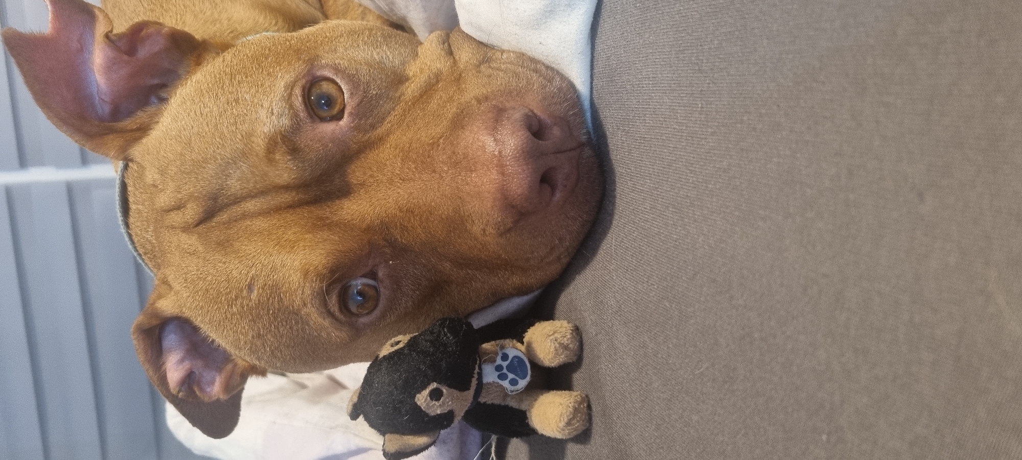 A close-up, eye-level shot features a light-brown pit bull lying on its side, facing the camera. The dog's head is positioned in the upper-left quadrant of the frame. Its eyes are open and focused, and its ears are floppy. Near the dog's nose, in the lower-left portion of the image, lies a small, stuffed toy dog with black and tan fur and a blue paw print tag. The dog is partially resting on a white fabric. The background is a plain gray fabric. The scene appears to be indoors.