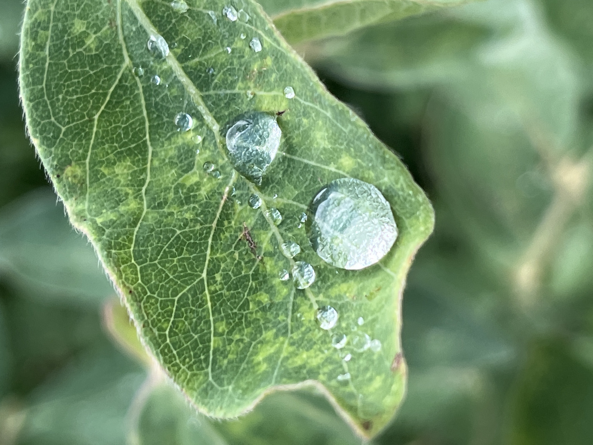 A macro photograph captures a green leaf with numerous water droplets. The leaf's veins are clearly visible, and the edge is slightly fuzzy. Two prominent water droplets are near the center of the leaf, with smaller droplets scattered across its surface. The background is a blur of green foliage. The image does not contain any information about a specific location in Pamyati 13 Bortsov, Russia, nor does it depict any people, actions, or interactions.