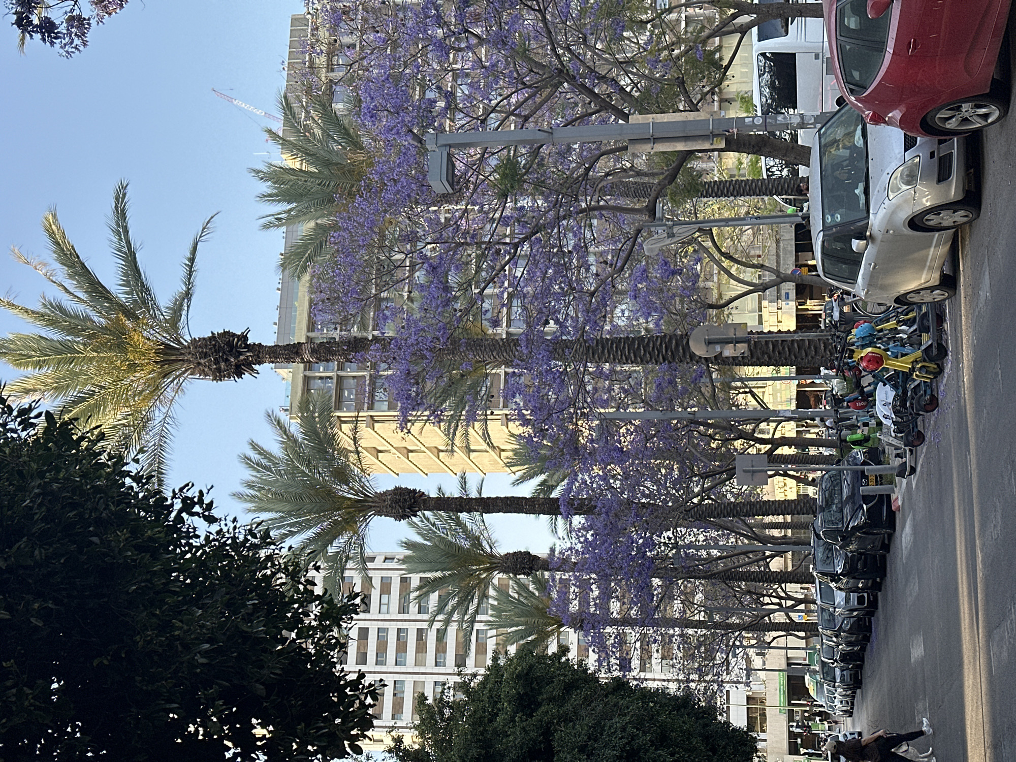 The image depicts a street scene in Tel-Aviv, Israel. Palm trees and blooming Jacaranda trees line the street, interspersed among modern buildings of varying heights. The street is filled with parked cars and shared electric scooters. A person is walking a dog on the sidewalk.