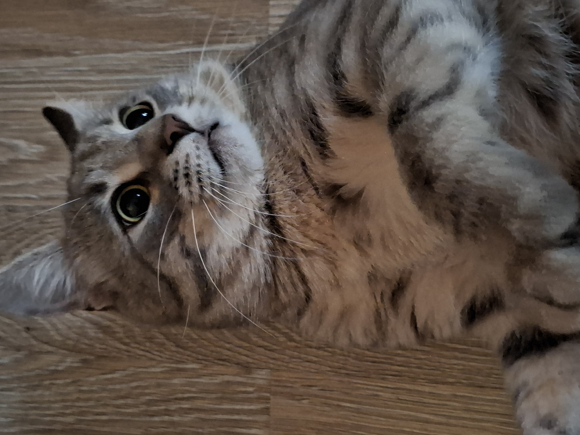 A domestic cat is lying on its back on a wooden floor. The cat is primarily grey with black tabby markings and white whiskers. Its eyes are wide and dark, and its ears are perked up. The cat appears to be looking slightly to its right. The background consists of a light brown wooden floor with visible grain patterns. There are no people or other animals in the image. The scene is indoors. The location in the city of Zemun Urban Municipality, Serbia, is not discernible from the image.