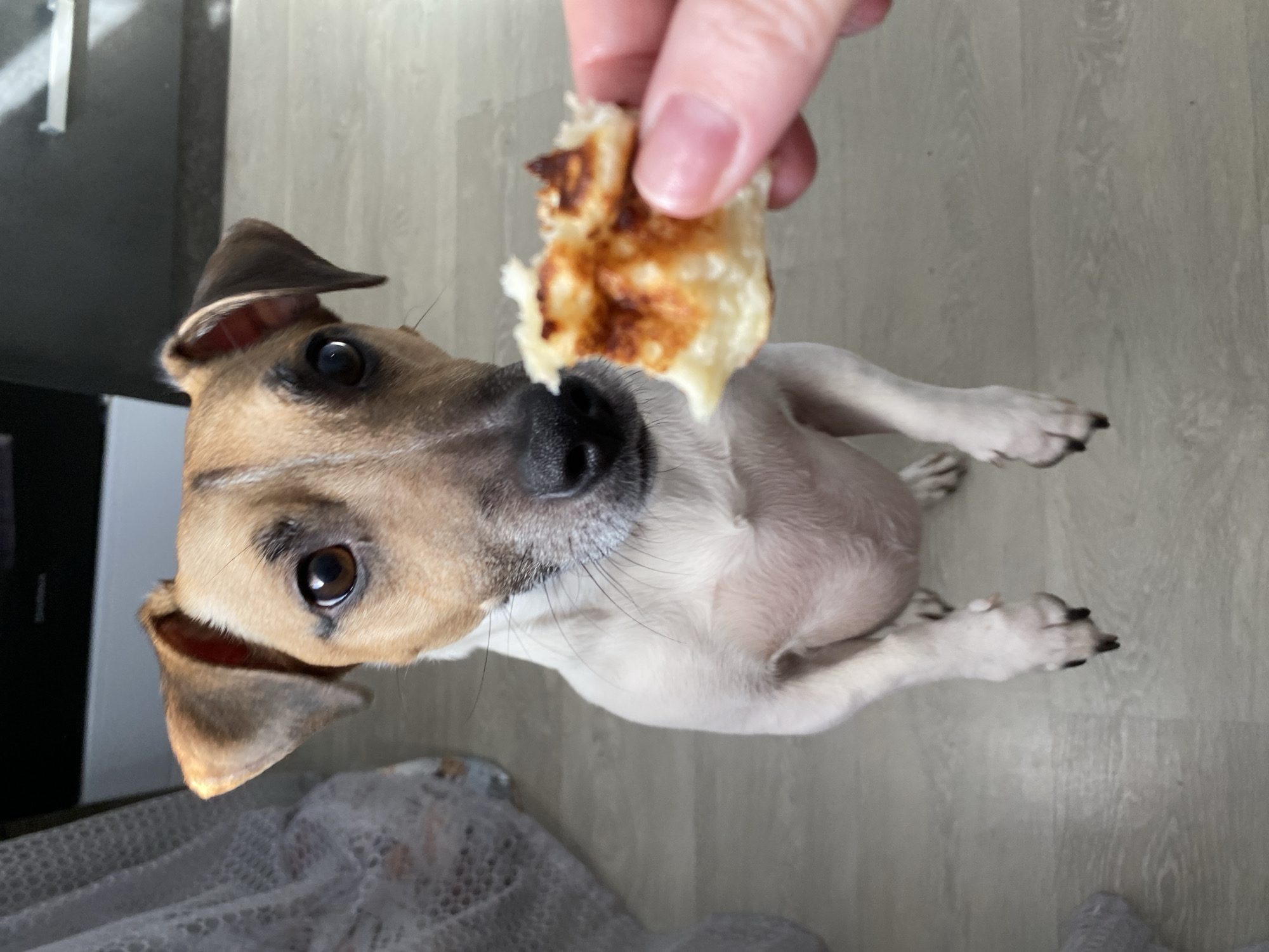 The scene is set indoors, reportedly in the city of Noviy, Russia. A brown and white dog, characteristic of a Jack Russell Terrier, is prominently featured, positioned on its hind legs with front paws raised, looking intently upwards. A human hand, with light skin and short fingernails, extends into the lower right of the frame, holding a small, irregularly shaped piece of food towards the dog. The food is light-colored with visible browned, cooked surfaces. The dog has tan fur on its head and ears, with a white body, and a black nose. The flooring is light-toned, resembling wood-look laminate or tile. In the background, a light, patterned curtain hangs on the left, while dark furniture or cabinetry occupies the central and right areas.