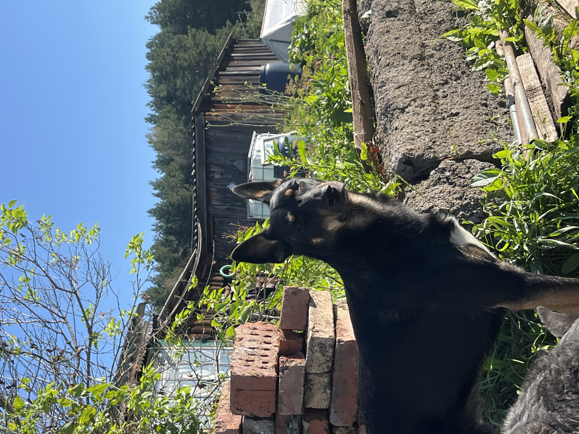 The image depicts an outdoor scene with a German Shepherd dog in the foreground, looking directly at the camera. The dog is mostly black with some tan markings around its face and a white patch on its chest. Behind the dog, there is a stack of weathered red bricks, a rough concrete structure, and lush green vegetation. In the background, a rustic wooden building with a corrugated roof stands partially obscured by trees. Further back, a forest of green trees stretches across the horizon under a clear blue sky. A white greenhouse structure and several large containers, possibly water tanks, are also visible in the mid-ground. The scene suggests a rural or semi-rural setting, possibly a backyard or a garden. While the image is not specifically identifiable as being located in Nizhny Tagil, Russia, the architectural style of the wooden building and the presence of coniferous trees are consistent with rural landscapes found in such regions. There are no humans visible in the frame.