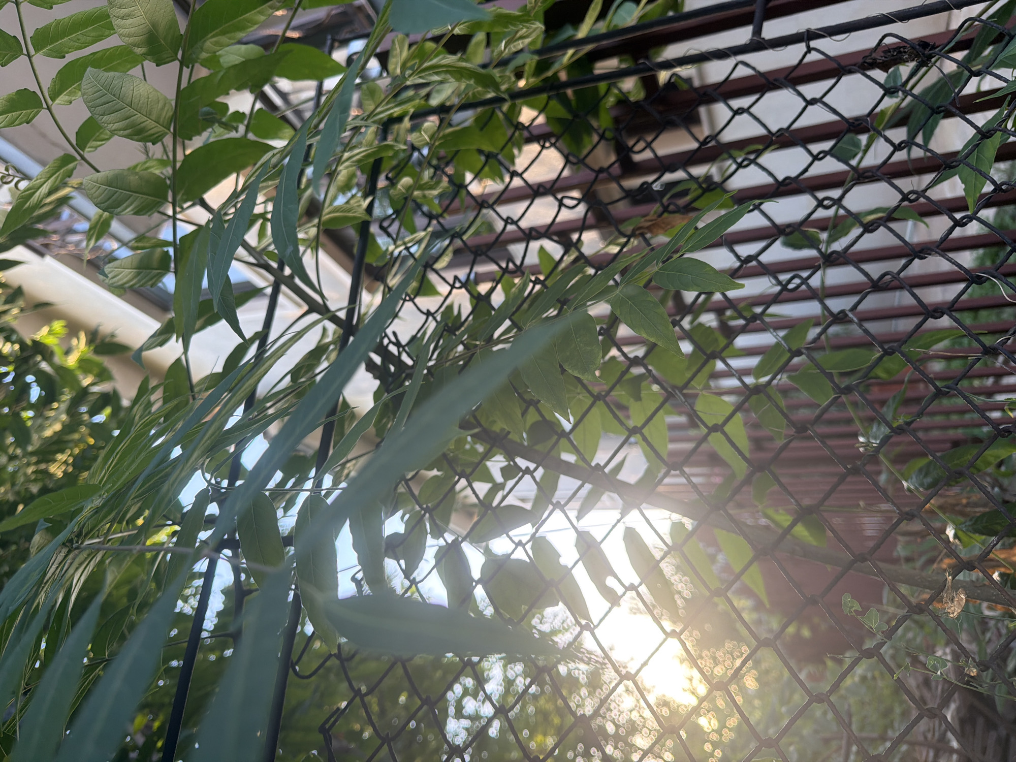 The image shows a chain-link fence covered with green foliage in Svilengrad, Bulgaria. The sun is shining through the leaves and the fence, creating lens flare and bokeh effects. In the background, there is a building with white and brown elements. The scene appears to be outdoors, possibly in a garden or yard, with the natural light suggesting it is daytime. There are no people or animals visible in the image. The foliage consists of long, thin leaves, some of which are drooping over the fence. The fence is made of metal and has diamond-shaped openings. The building in the background seems to be a residential or commercial structure. The overall impression is one of a tranquil, sunlit outdoor setting.
