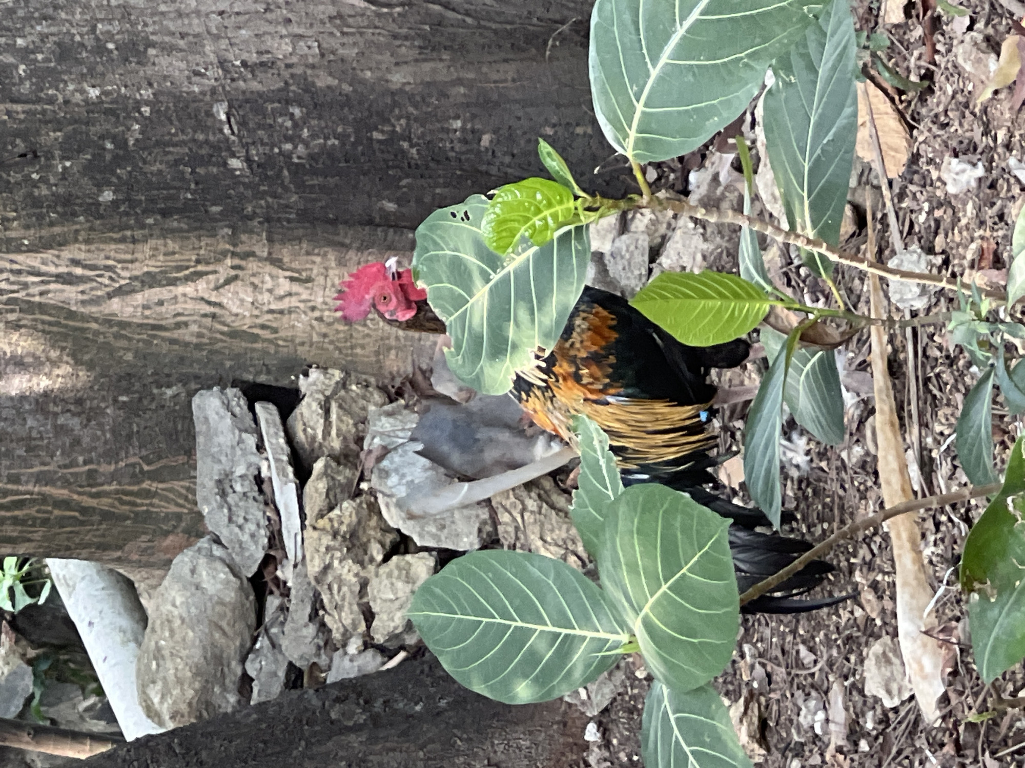 A rooster with vibrant plumage, including black, gold, and red feathers, is partially obscured by large green leaves in the foreground. The rooster's head, featuring a red comb and wattle, is visible as it peeks out from behind the foliage. In the background, a pile of rocks and the textured bark of trees suggest an outdoor setting. The ground is covered with dry leaves and small stones, typical of a natural or semi-natural environment. The scene is set in Klapanunggal, Indonesia.