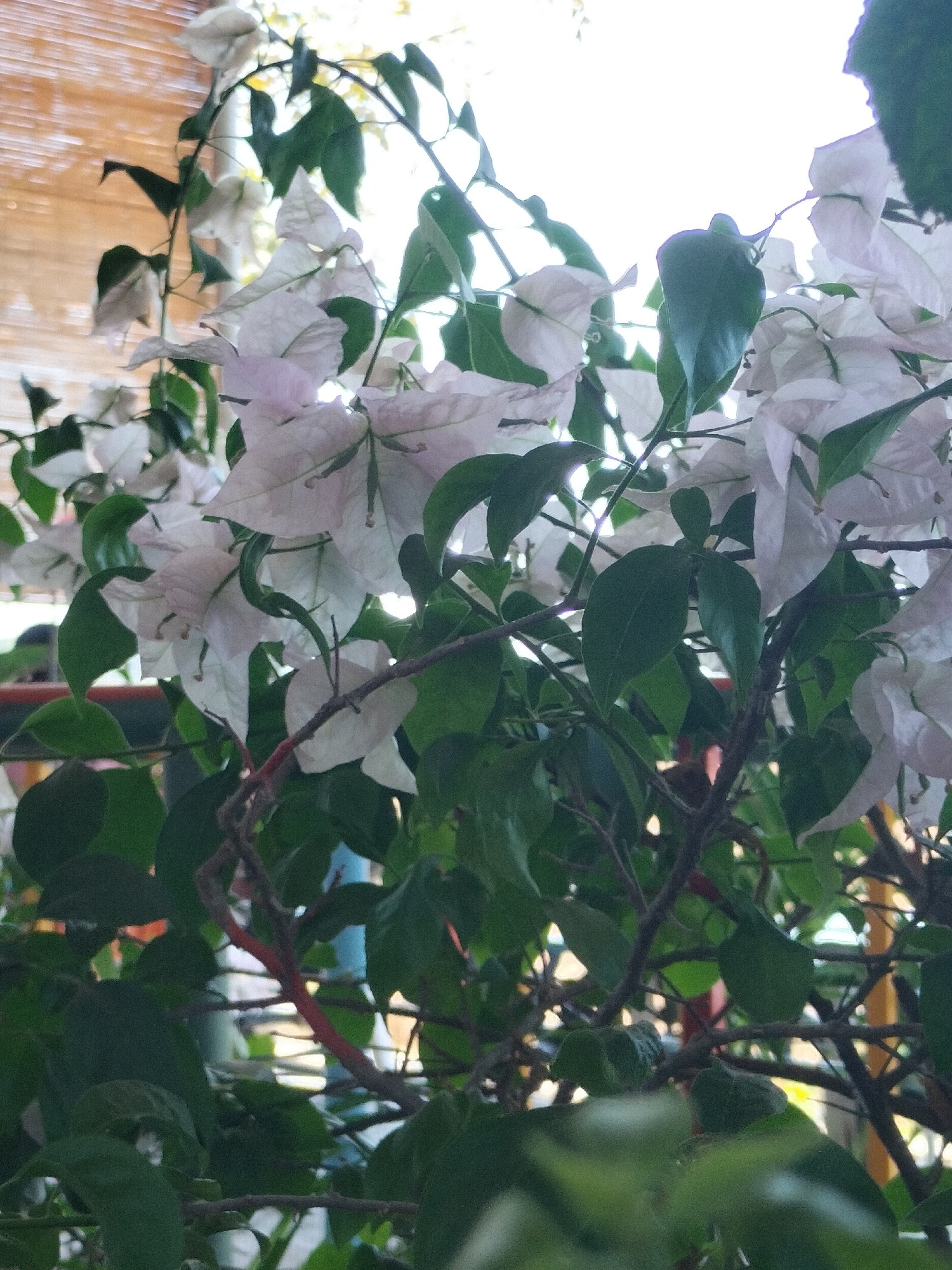 A bougainvillea plant with white and light pink bracts and green leaves is positioned in front of a partially visible balcony railing of red, blue, and yellow. A bamboo blind is in the background, suggesting a location in Matang, Indonesia.
