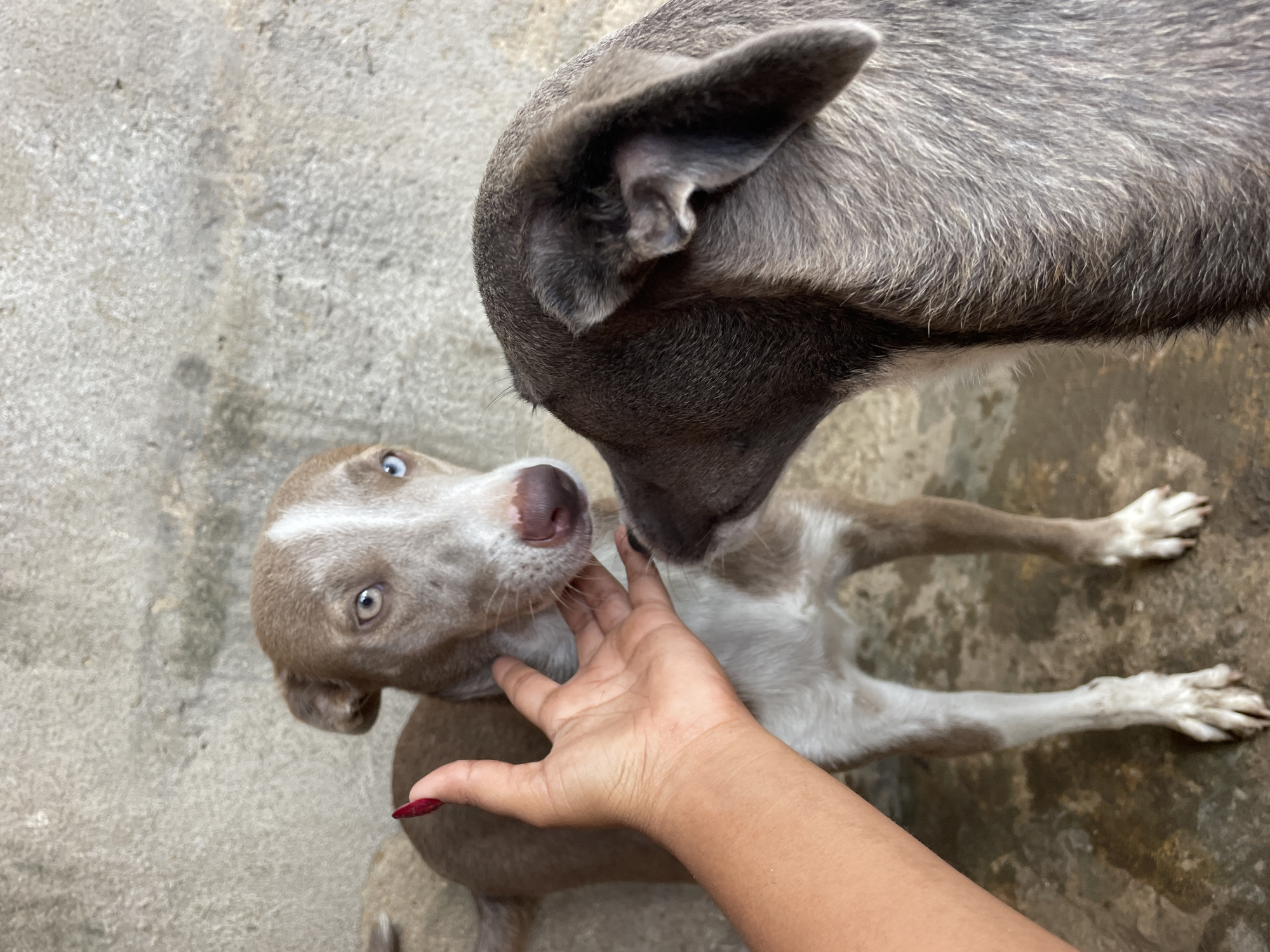 A low-angle, outdoor shot shows two medium-sized, short-haired dogs and a hand with a painted fingernail. The location is a concrete surface, which may be a patio or yard in the city of Unknown, Unknown.
One dog, with light brown fur and white markings, is lying on its back and being petted under its chin by a light-skinned hand with a long, red-painted fingernail. This dog has striking light-colored eyes and a light pink nose.
The second dog, with grayish-brown fur, stands over the first dog and appears to be licking or nuzzling the first dog's head. The second dog is partially out of frame.