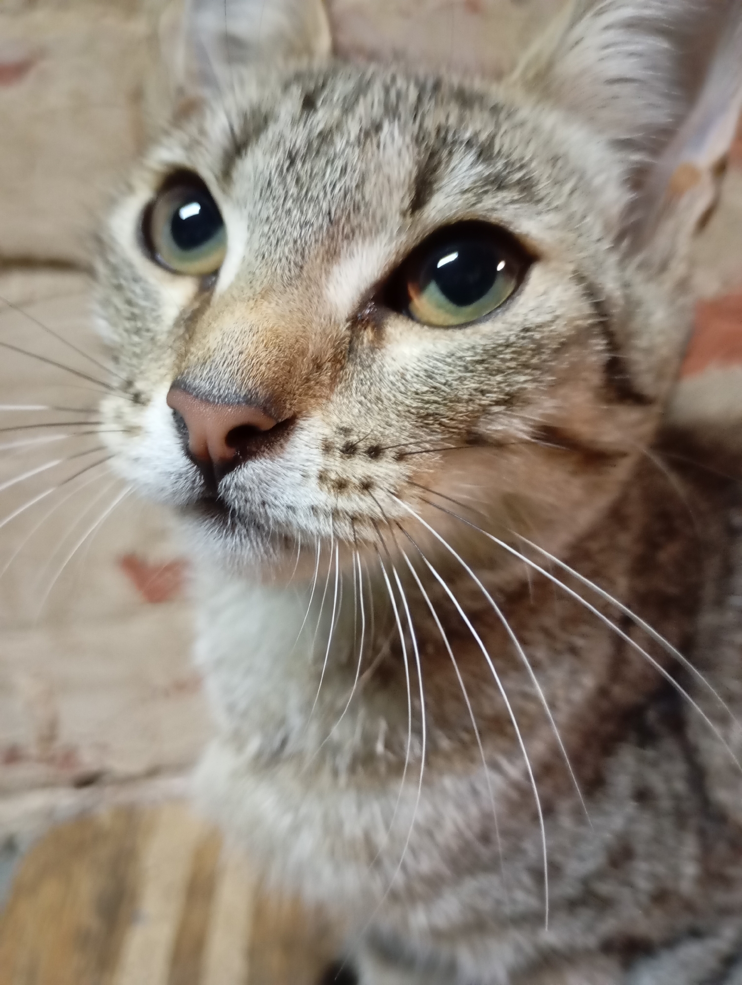 A close-up, portrait-style, eye-level shot shows the face of a young tabby cat. The cat has green eyes and a pink nose. Its fur is a mix of grey and brown stripes. The background is blurred and appears to be a textured surface, possibly a wall or fabric. There are no people, buildings, or city elements visible in the image. The location within the city of Foky, Russia, cannot be determined from the visual information provided.
