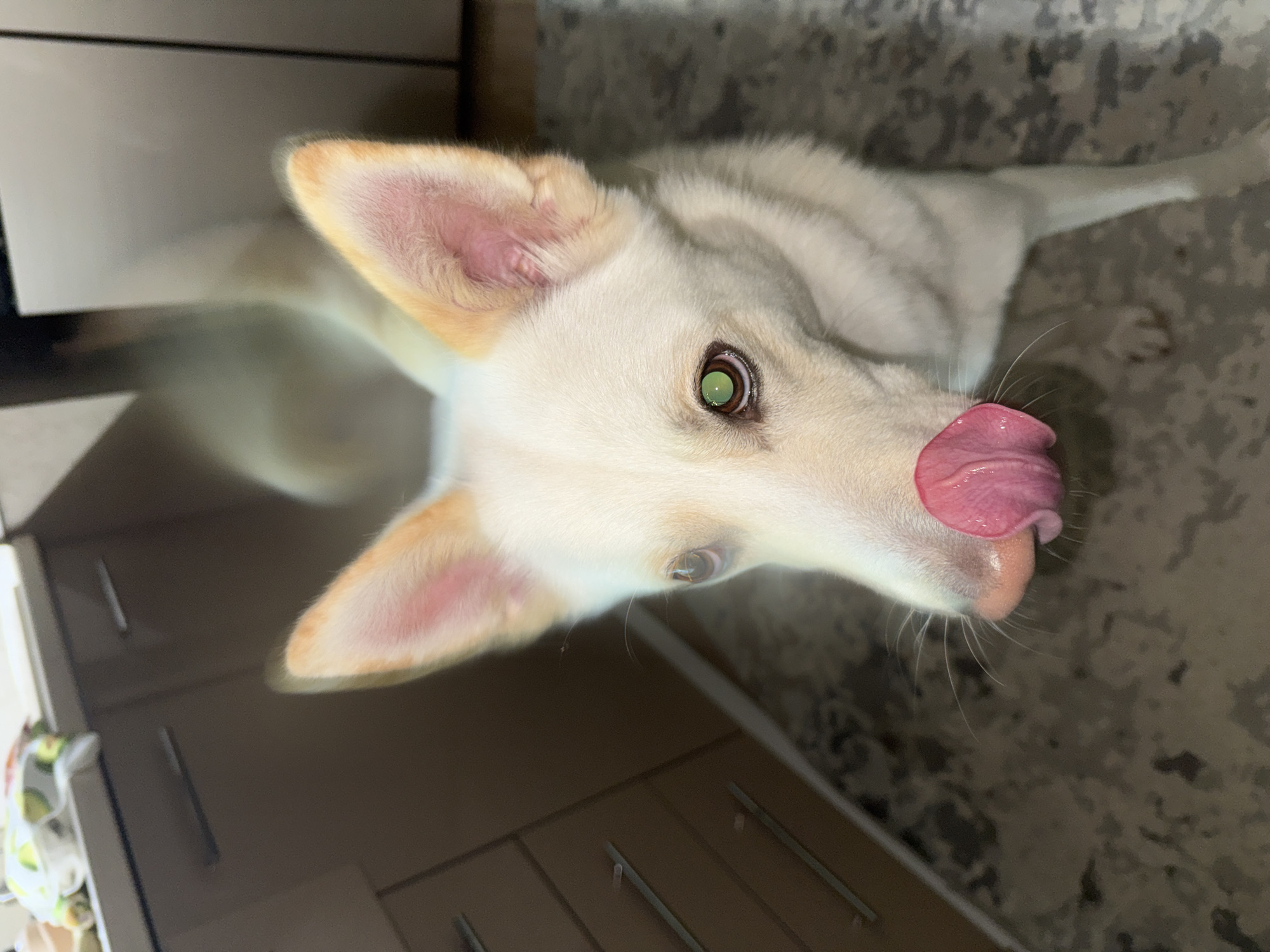 An overhead shot shows a white dog in a domestic setting, likely an indoor kitchen. The dog has large, pointed ears with pink interiors and a light tan hue on the outer edges. Its eyes are a striking green, with one visible iris showing a vibrant, almost artificial-looking green. The dog's tongue is prominently displayed, licking its nose, which is a reddish-pink color. The background features kitchen cabinetry with horizontal drawer pulls, a countertop with some items, and a patterned rug on the floor. The lighting appears to be artificial and casts shadows, suggesting it might be nighttime or a dimly lit interior. There is no indication of the specific location within Марковский, Russia.