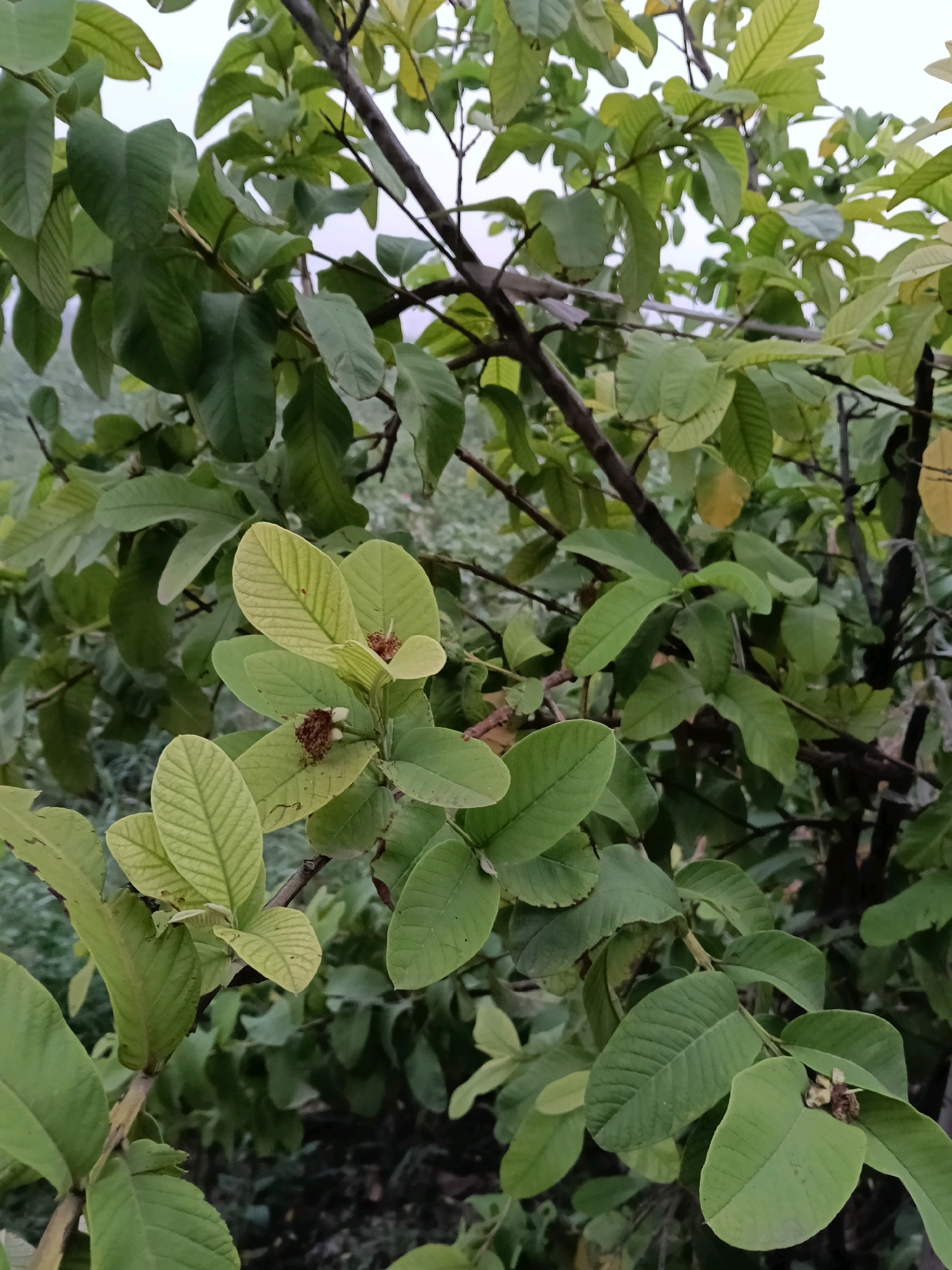 The image depicts a close-up view of a guava tree with numerous green leaves and branches. Two small, undeveloped guava fruits are visible, one at the top center of the frame and another near the bottom right. The leaves are varied in color, ranging from light green to a more muted, darker green, with some showing signs of slight yellowing. The background is blurred, suggesting an outdoor environment, possibly a garden or natural setting. There are no people or animals present in the image, and no specific actions or interactions are captured. The overall scene is one of natural foliage. The image is taken in Hansi, India.