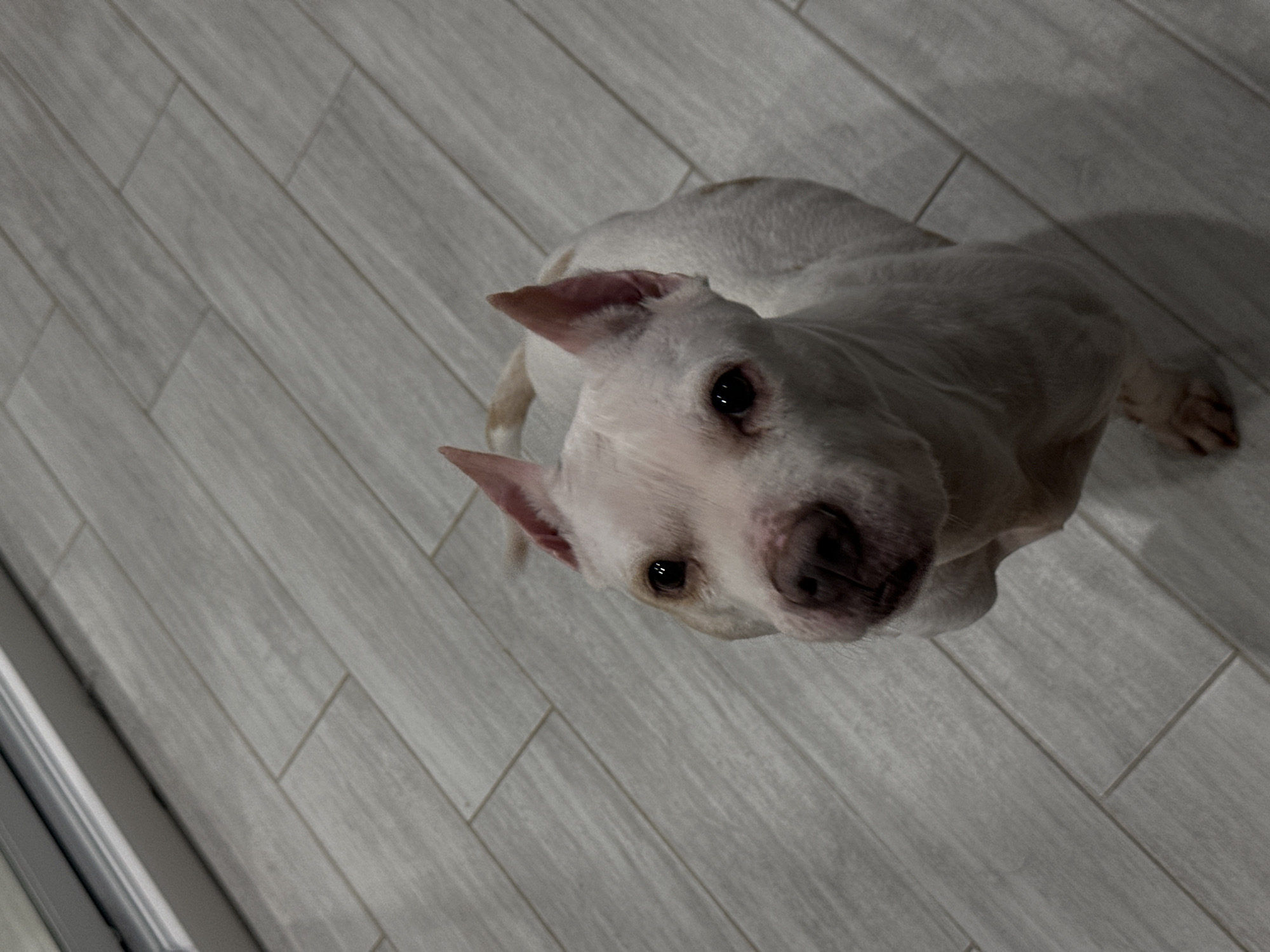 An overhead photograph captures a white dog, likely a Pitbull or American Bulldog type, looking directly up at the camera. The dog has short, light-colored fur, with a faint tan patch visible on its upper back. Its ears are pointed and slightly cocked, and its dark eyes and nose are prominent. The dog appears to be seated or standing on a light grey, wood-look tiled floor, which is laid in a diagonal pattern. The indoor setting is dimly lit, suggesting artificial lighting or low natural light, with soft shadows cast on the floor by the dog. The dog's expression is curious and attentive, appearing gentle and friendly. There is no visible text in the image. The location context for this scene is Sochi, Russia.