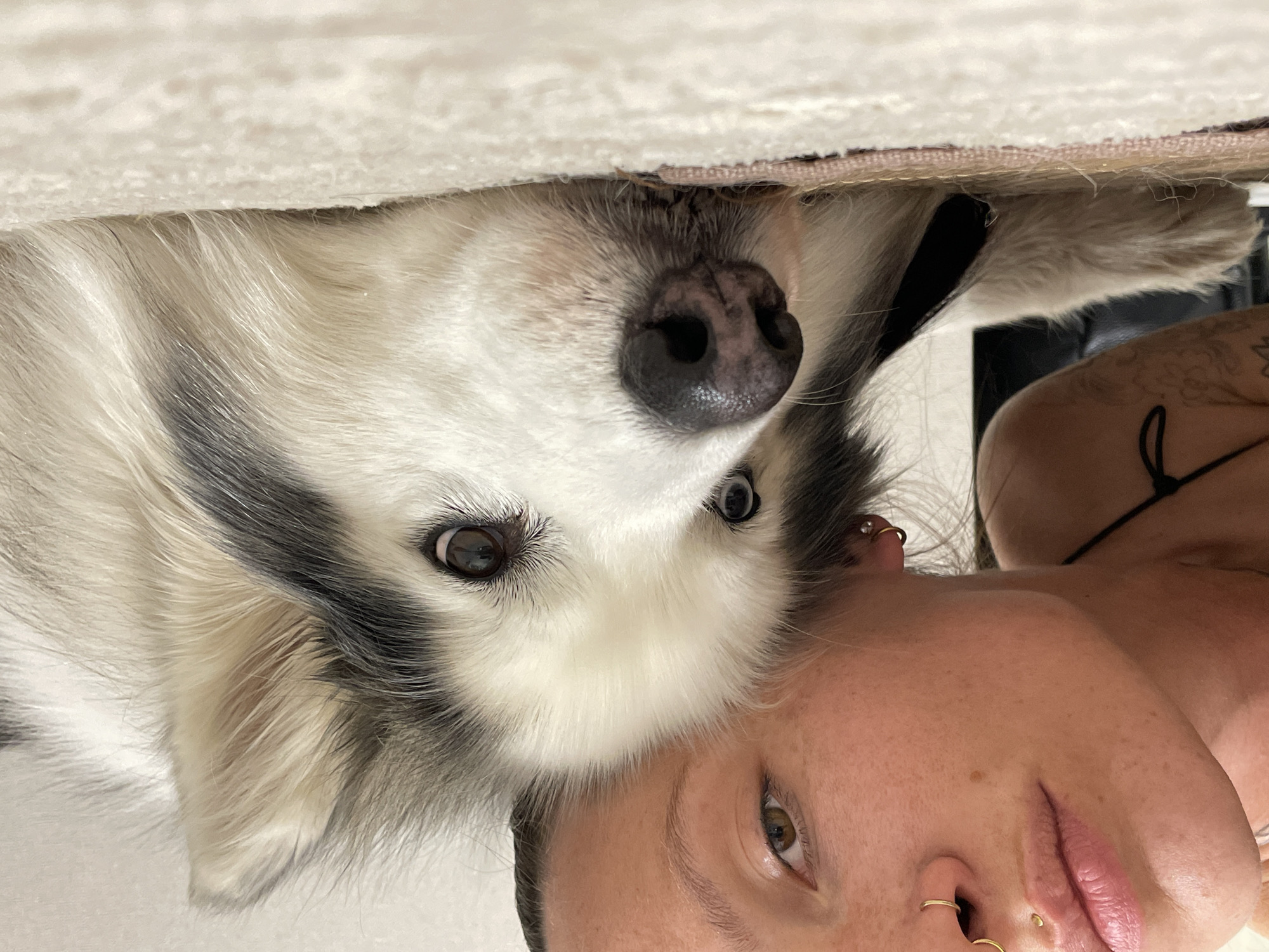 A close-up, upside-down shot shows a woman and a dog in close proximity. The woman's face is at the bottom of the frame, featuring her eyes, nose with piercings, and mouth. Part of her shoulder and upper chest are visible in the upper right, with a tattoo on her shoulder. A dog's head is positioned above hers, with its nose near the top center of the frame, flanked by eyes. The dog appears to have black and white fur. Part of what appears to be a bed or furniture is visible in the upper left. There is no indication of the location being Pervomaysky, Russia.